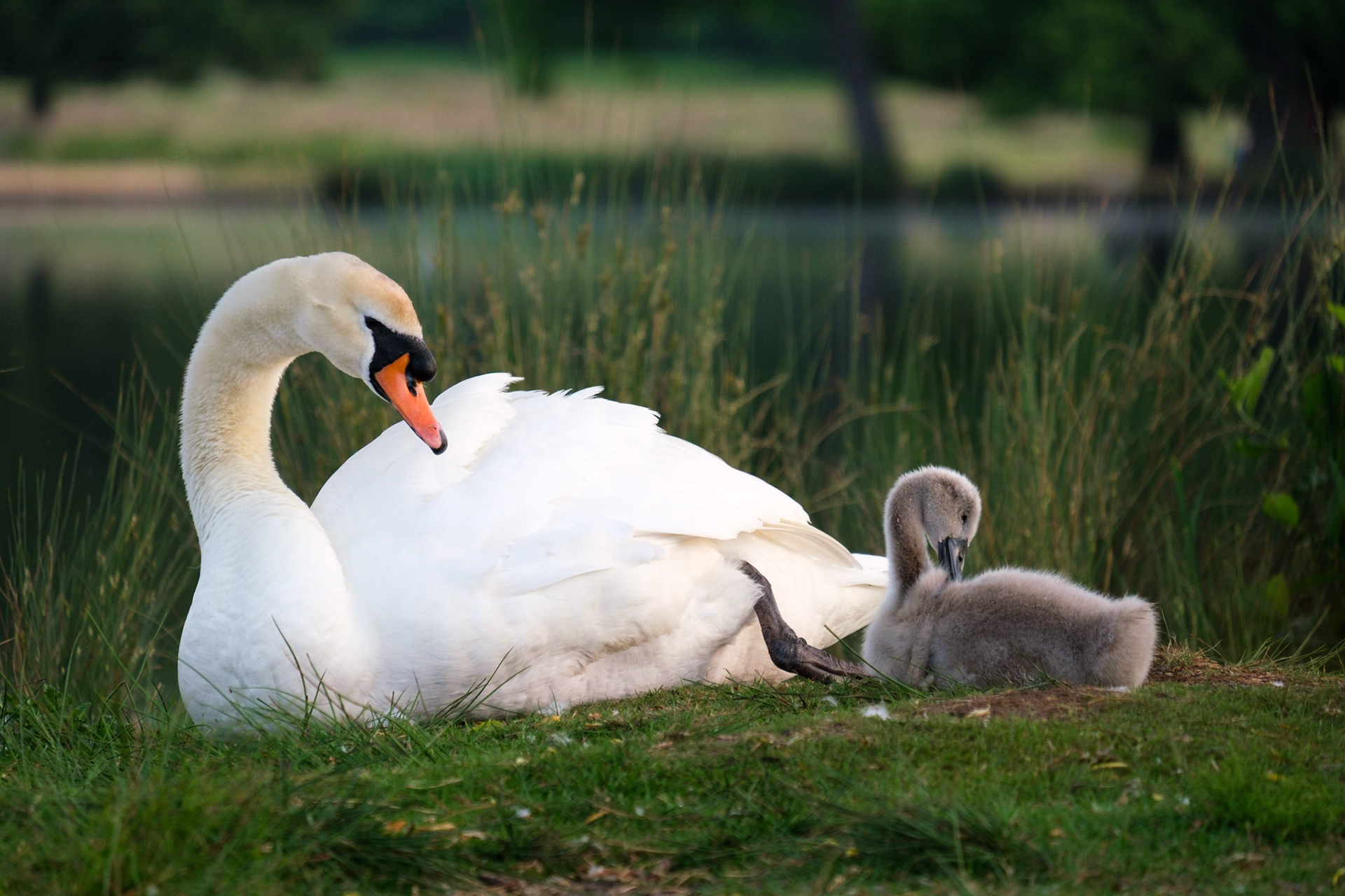 A Mute Swan and her cygnet preening.