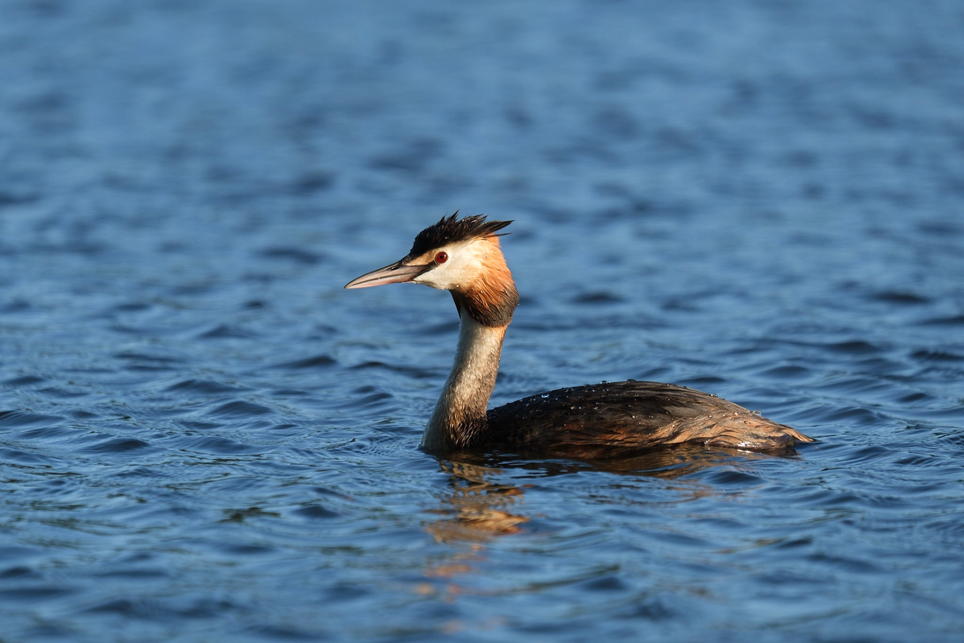 Great Crested Grebe, Richmond Park.