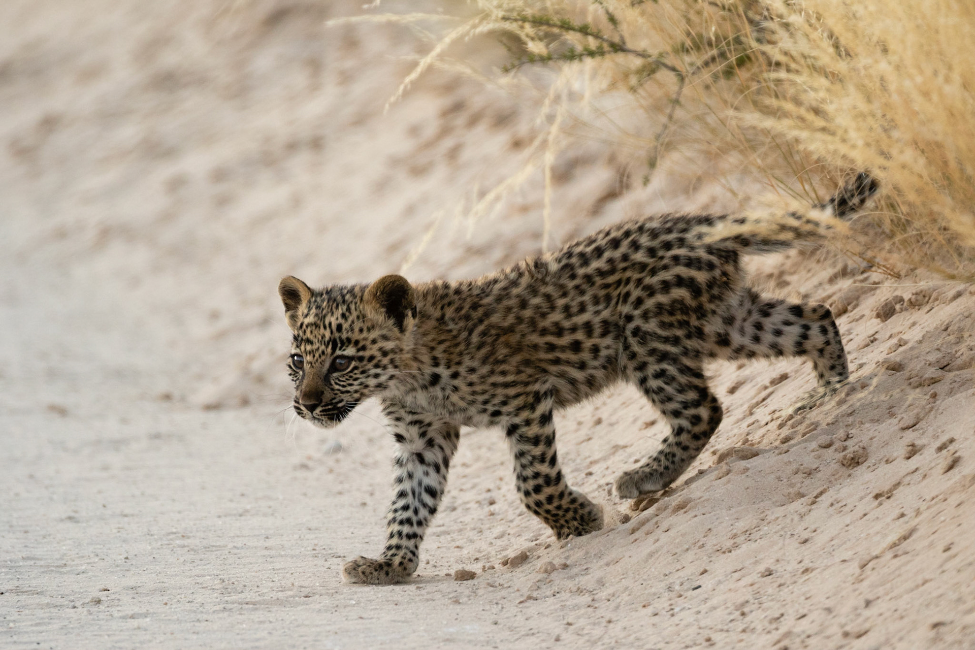 Minutes later this little guy ran out onto the road to join her, Kgalagadi Transfrontier Park.