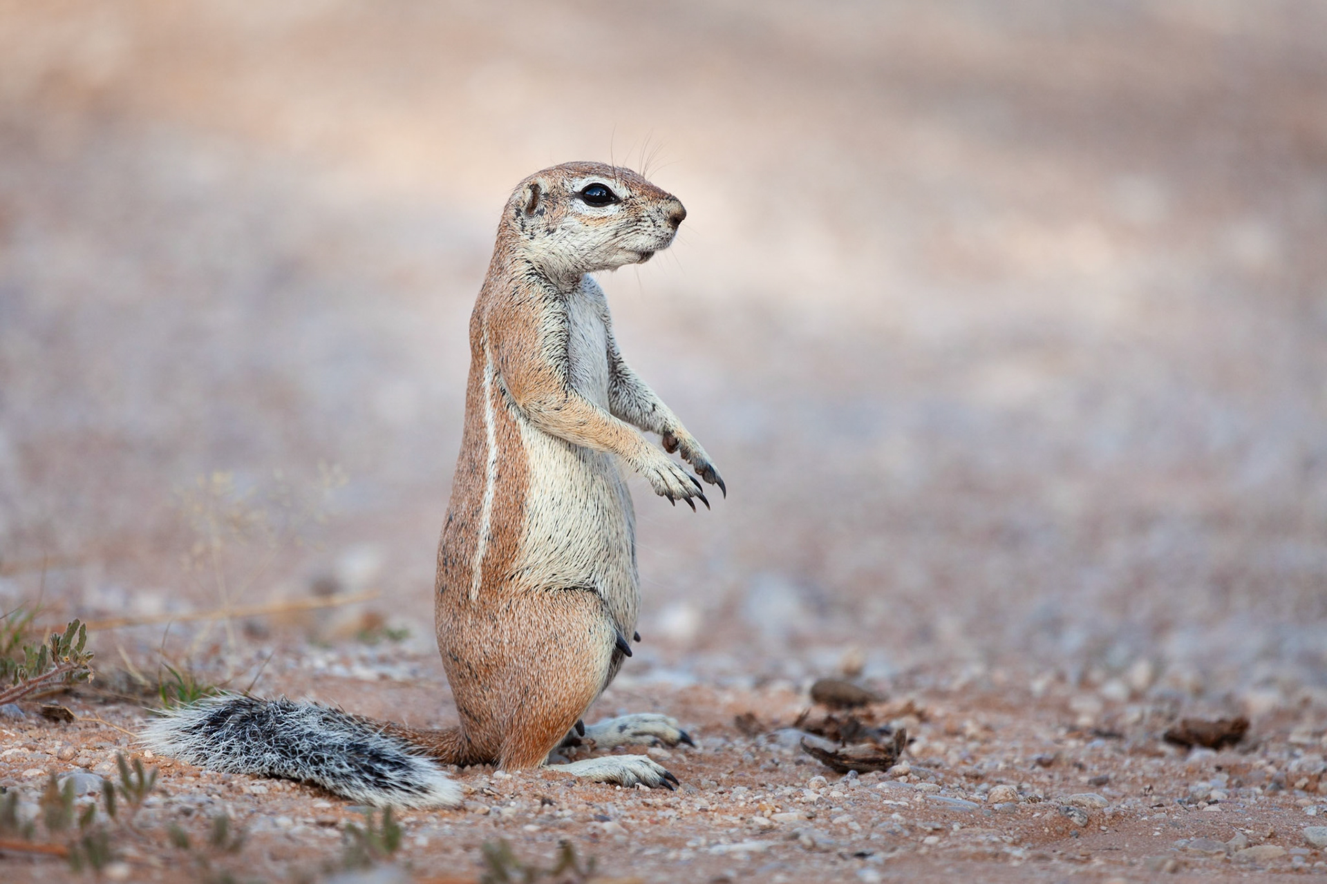 Ground Squirrel in Kalahari Tented Camp, Kgalagadi Transfrontier Park, South Africa.