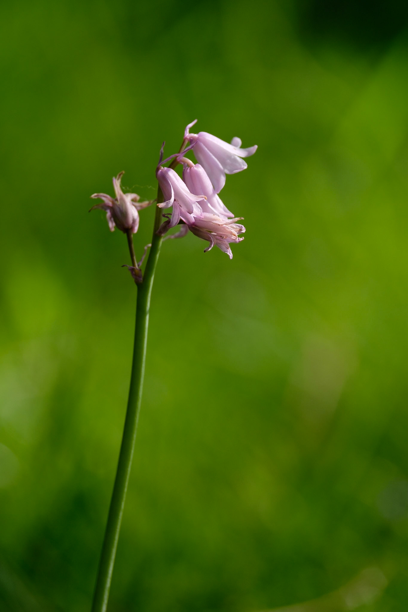 Pinkbell, Lake District National Park, England.