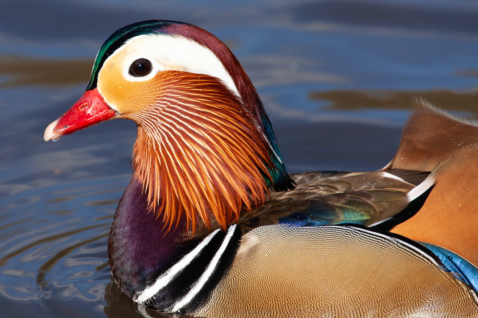 The bright colours and bolds designs of this magnificent Mandarin duck are shown off in this tight protrait, Richmond Park, London, England.