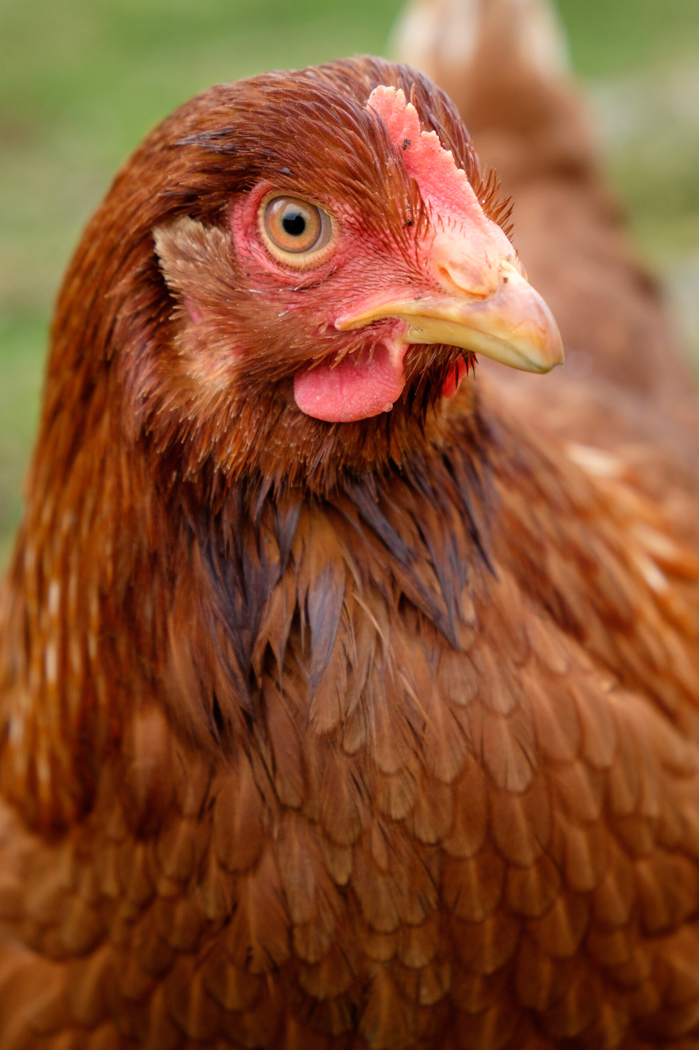 Hen portrait, Ben View B&amp;B, Leverburgh, Isle of Harris