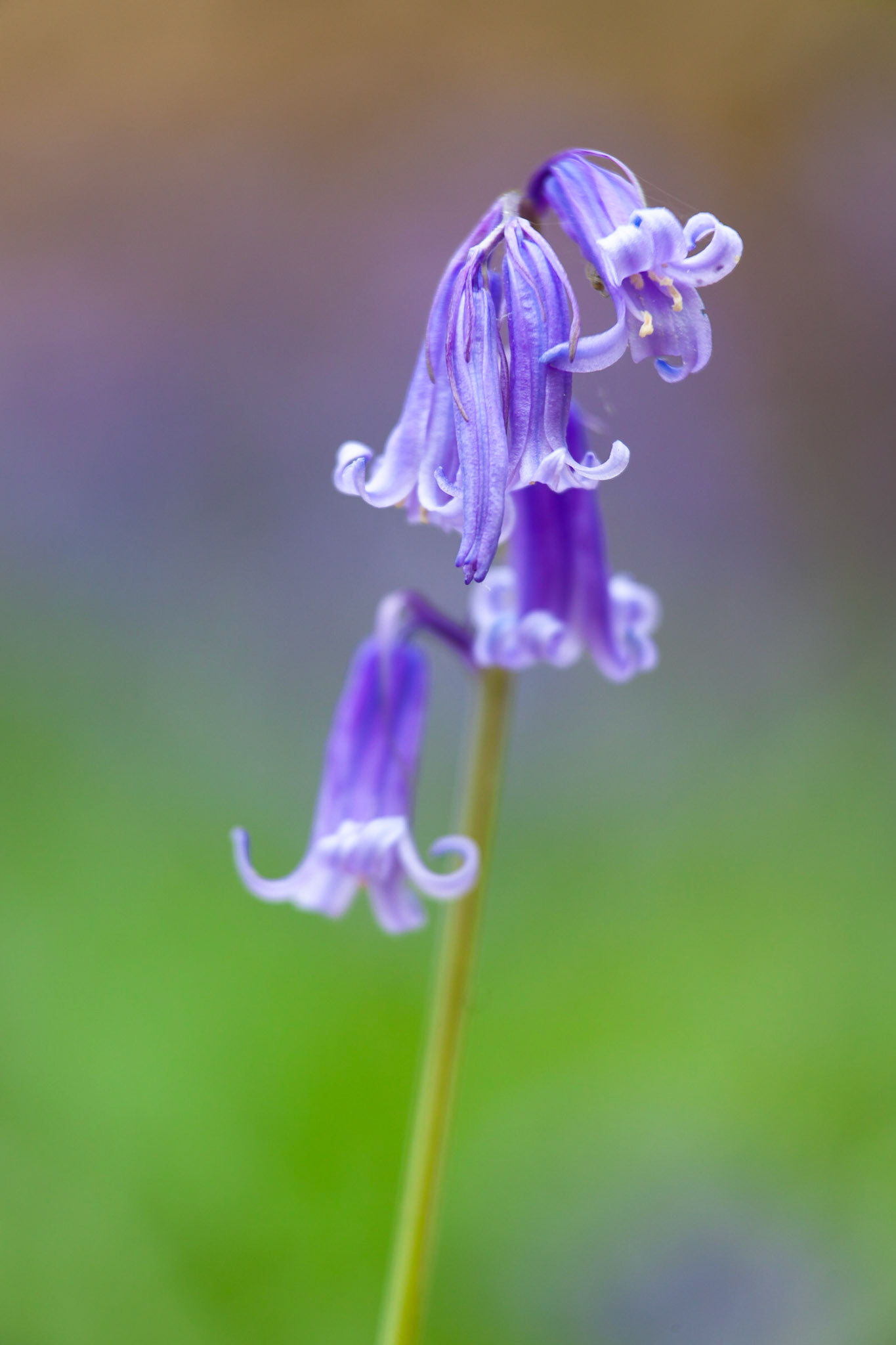 Isolating a single Bluebell from the carpet of others is not as easy as you would think, Wimbledon Common, England.