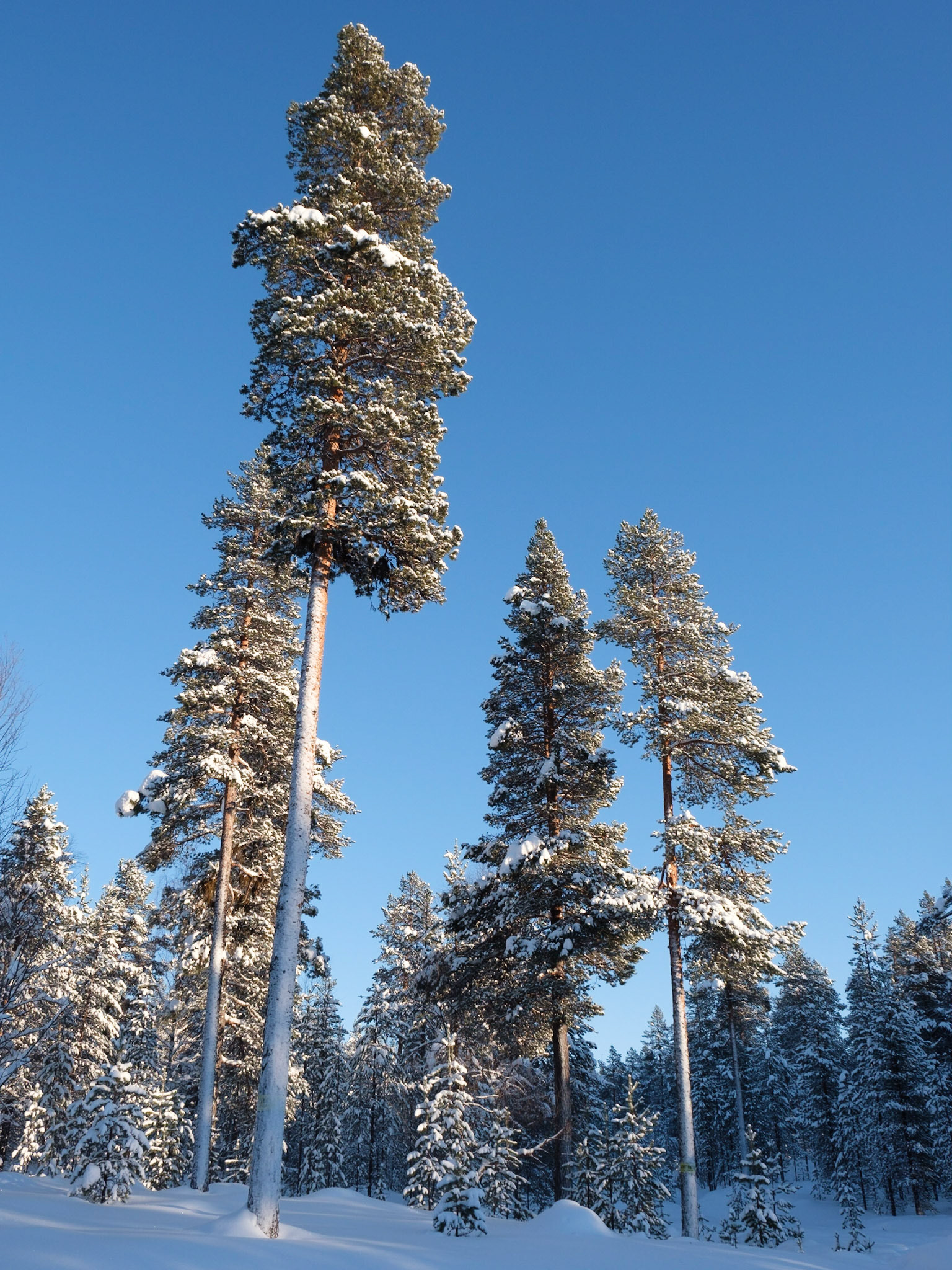 Tall pines covered in snow, Nellim, Finnish Lapland.
