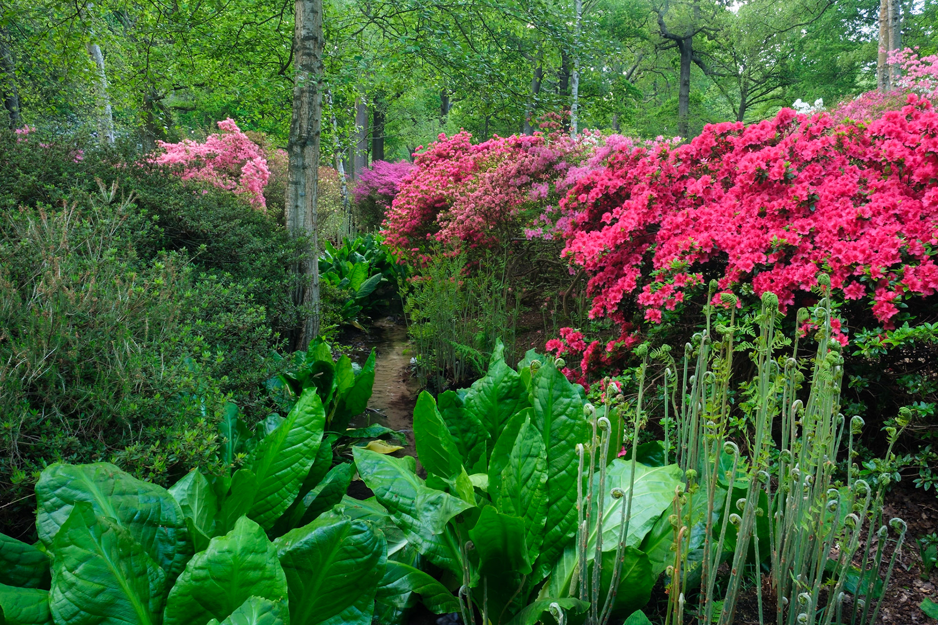 Spring in Isabella Plantation, Richmond Park.