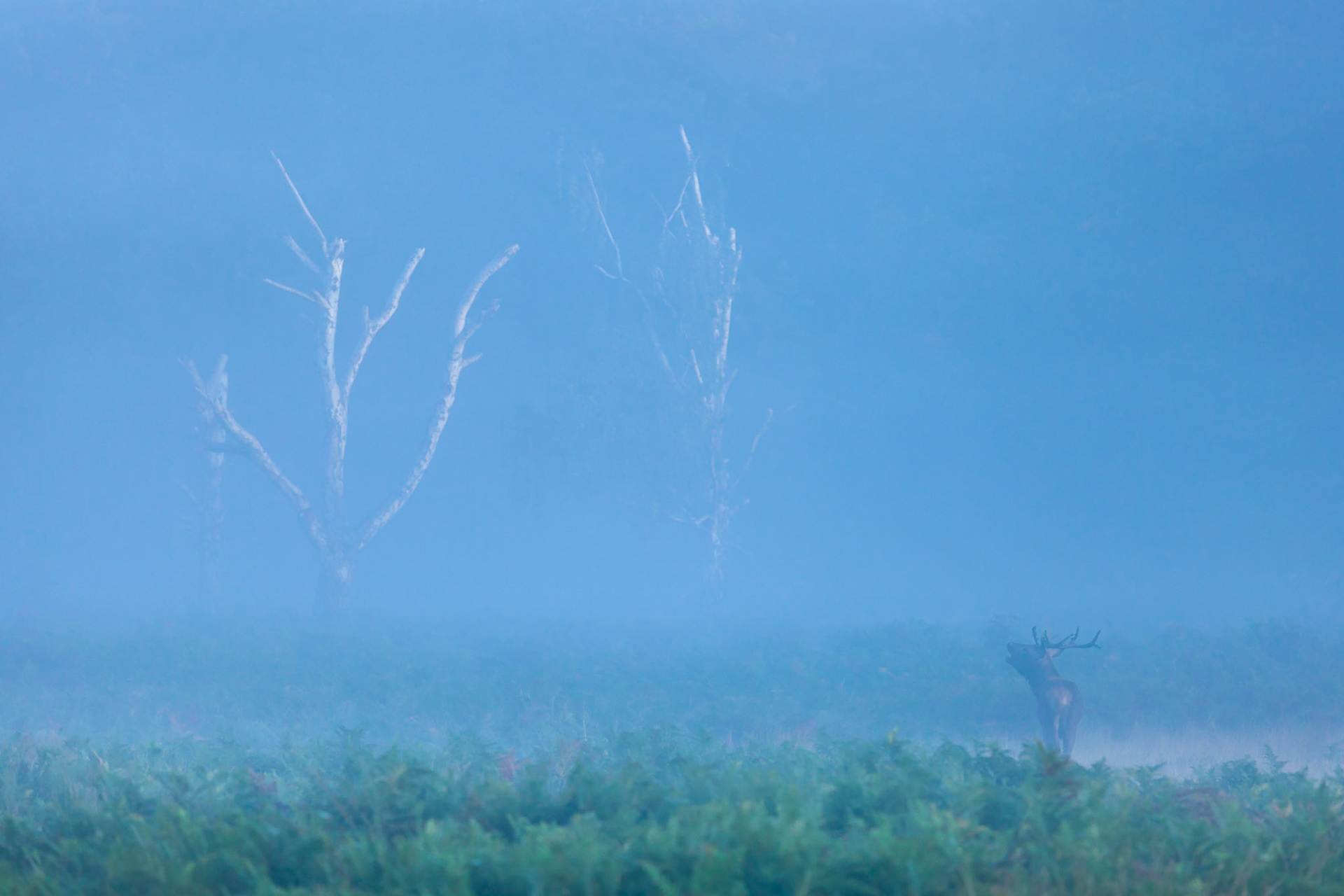 A stag calling during the rut on a misty autumn morning in Richmond Park, London, England.