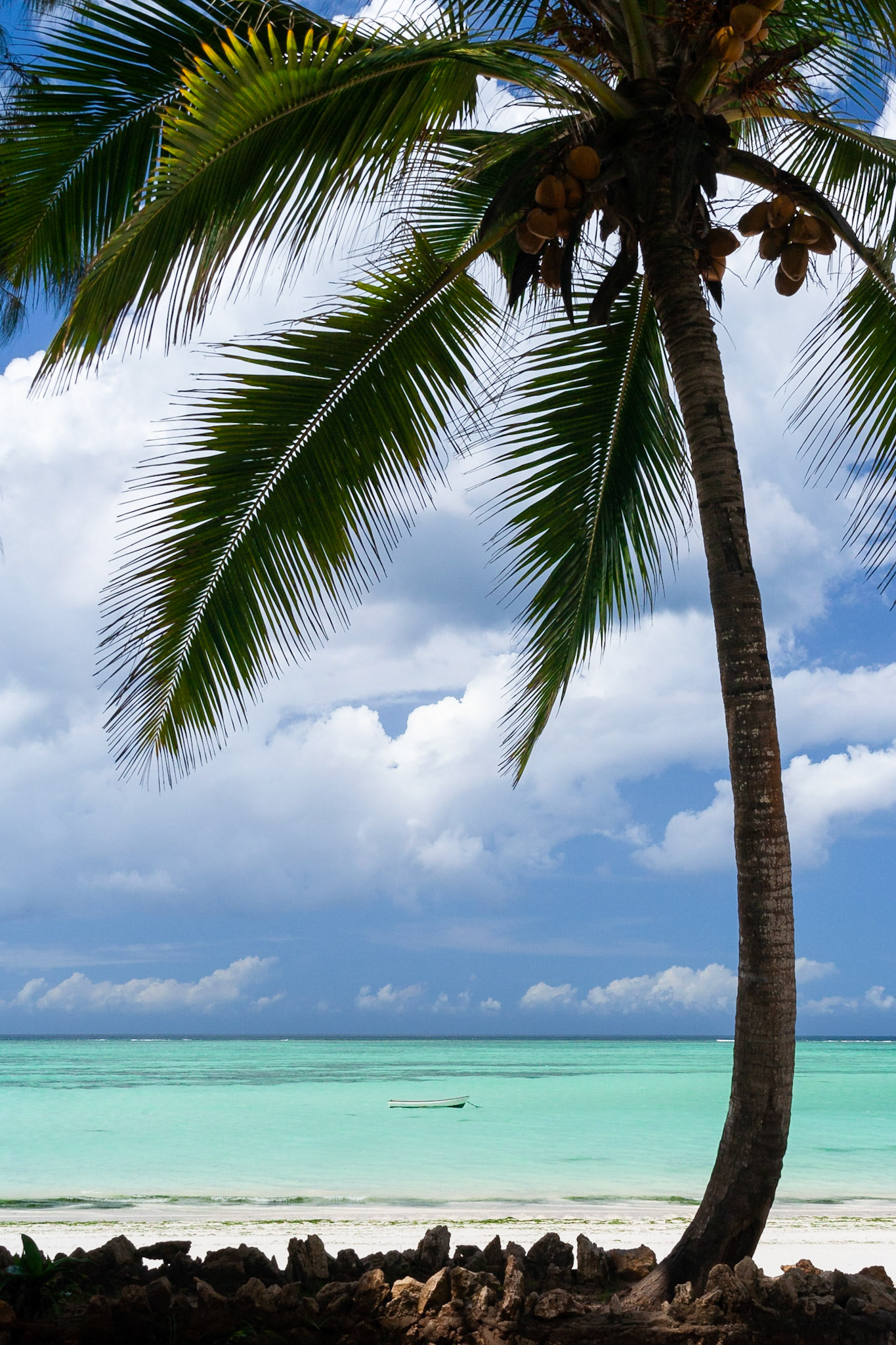 A palm tree silhoetted against a storm out at sea, Zanzibar.