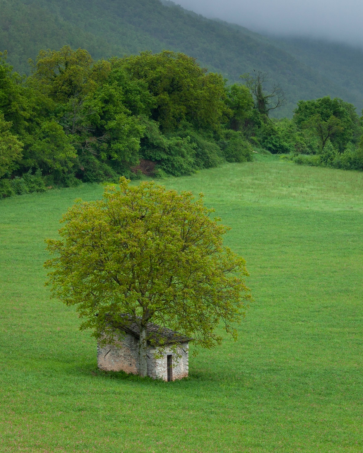 The fields below Campi Vecchio were threatening to burst into wld flower colour any minute, Umbria, Italy.