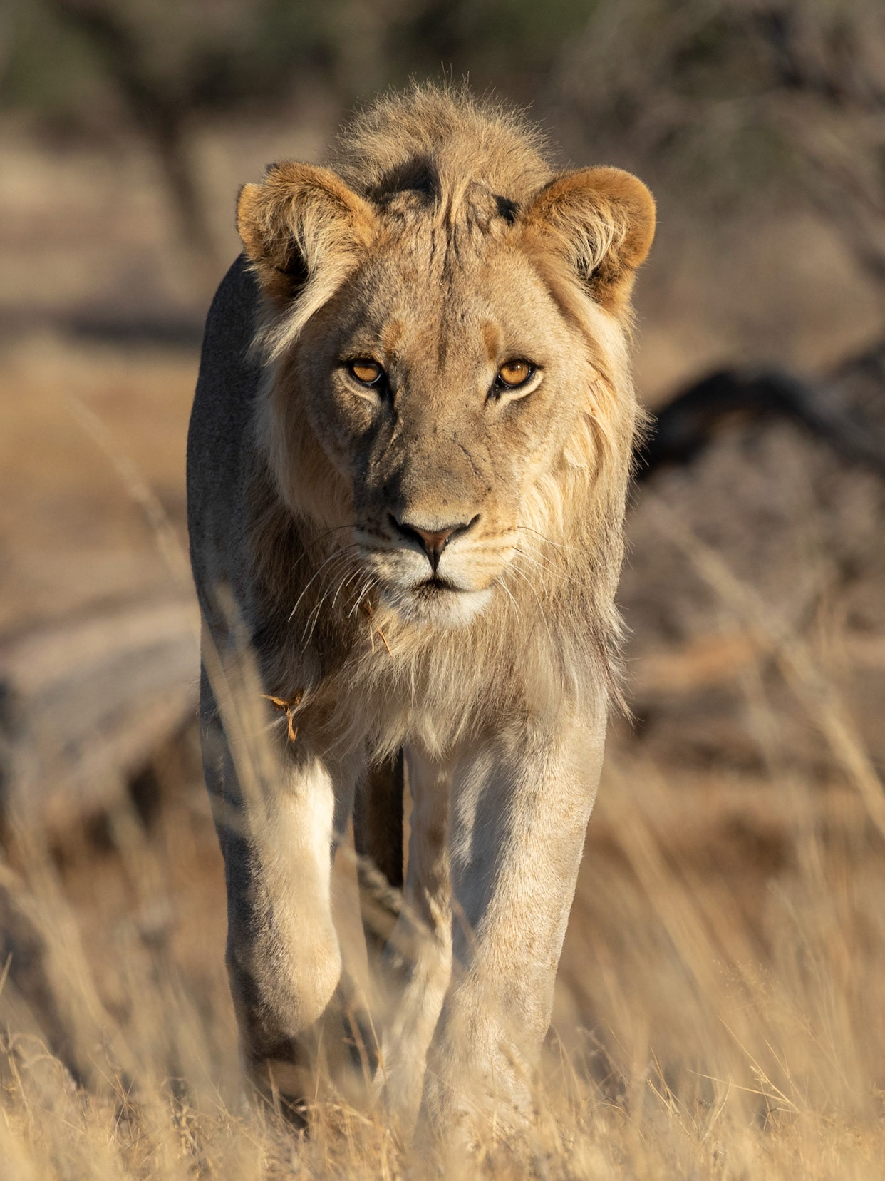 This young male Lion did like to make eye contact. I was glad I was in a car, Kgalagadi Transfrontier Park.