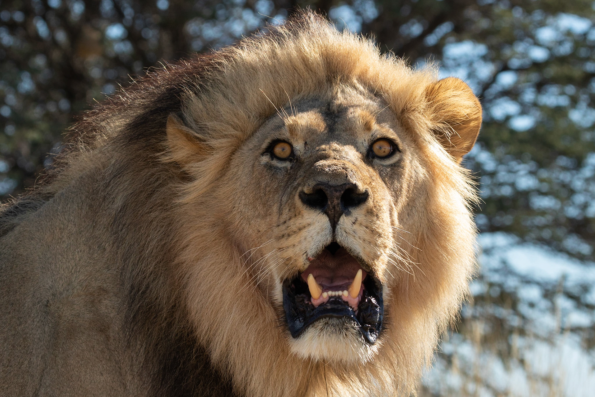 We watched this male Lion and his bother on an Eland kill for a couple of days. On this morning we found him walking South along the road. It was a scary sight when he stood on the raised verge and looked down at us in a 4x4 vehicle, Kgalagadi Transfrontier Park.