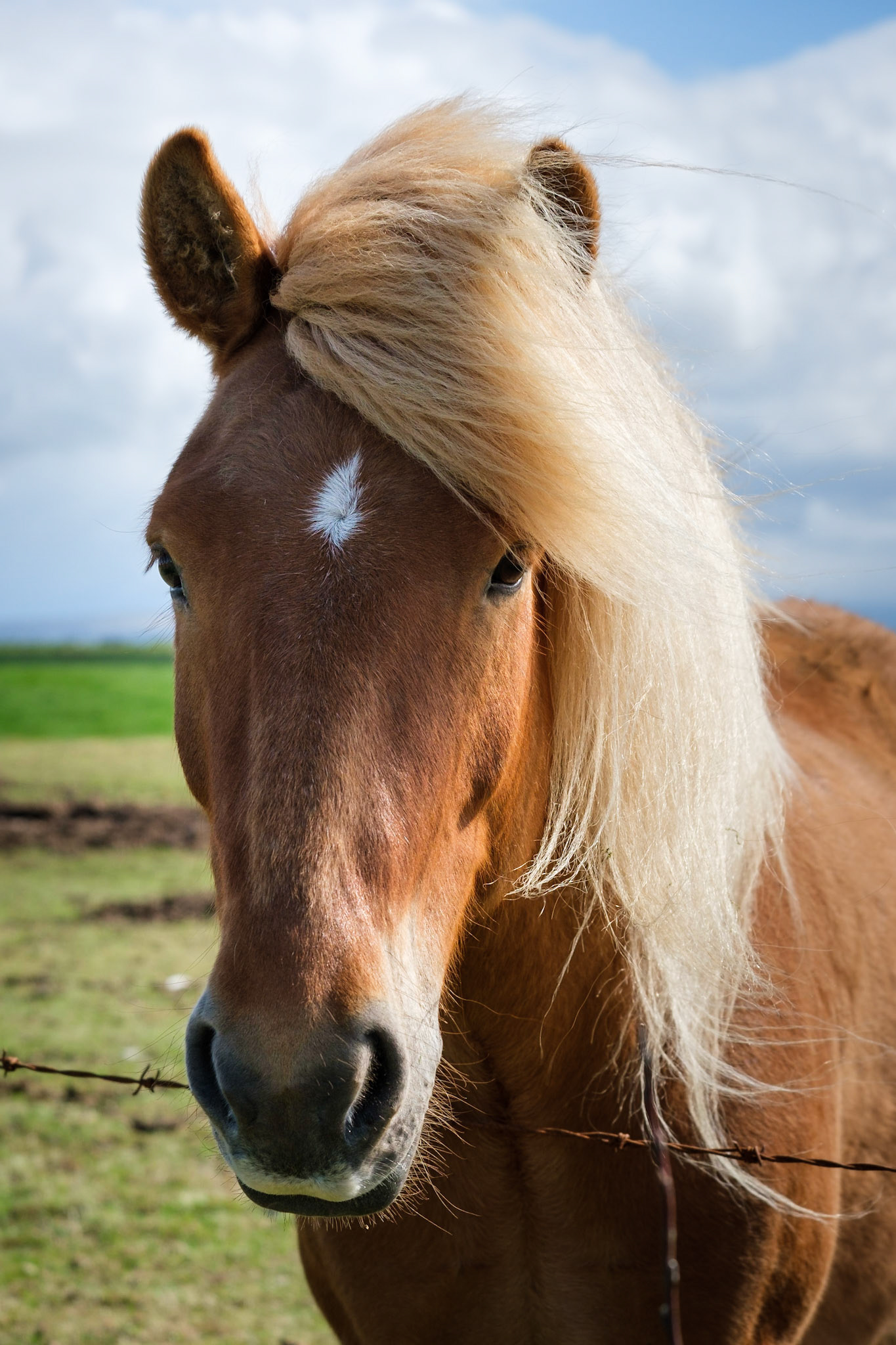 Icelandic horses are really beautiful and for me the blonde ones are the prettiest. So I was lucky when we stopped near a herd and beauty came over to say hello.