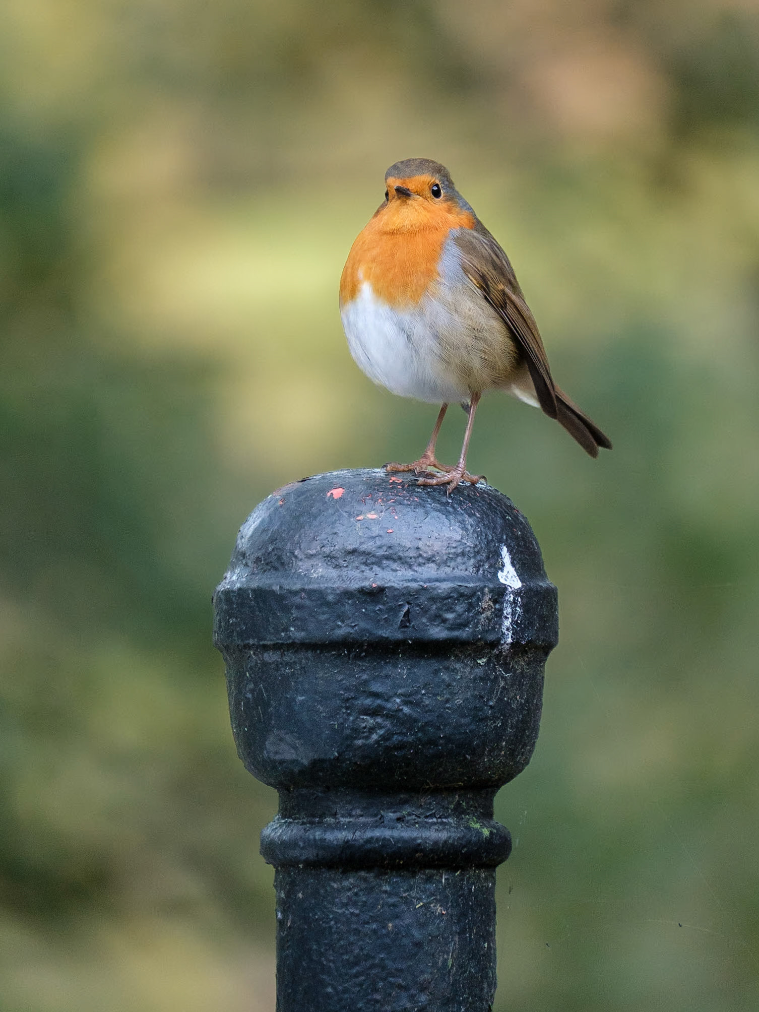 A friendly robin sitting on the fence. of our cottage.