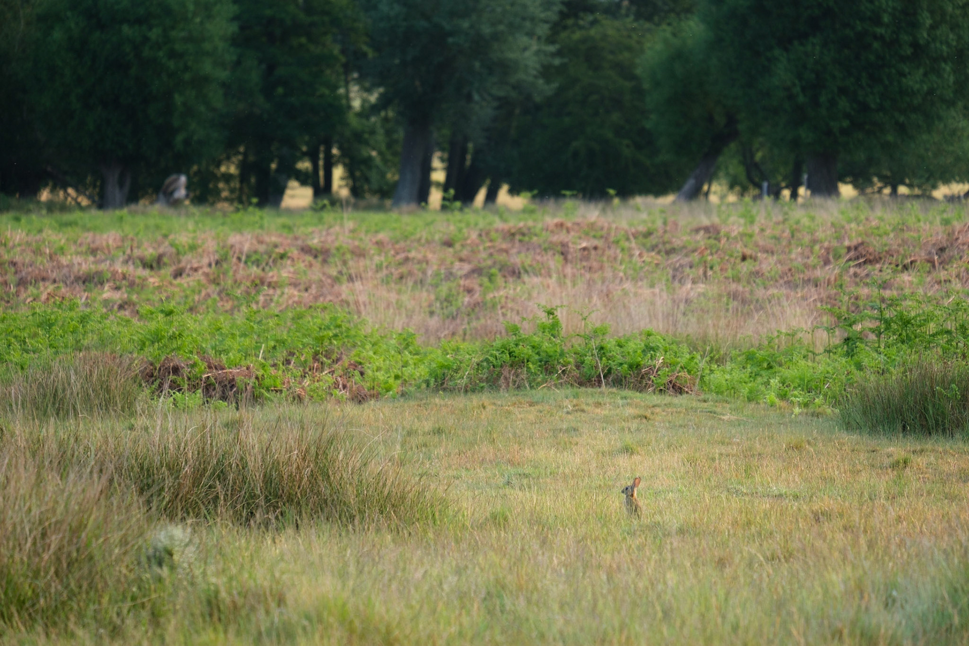 Rabbit, Richmond Park.