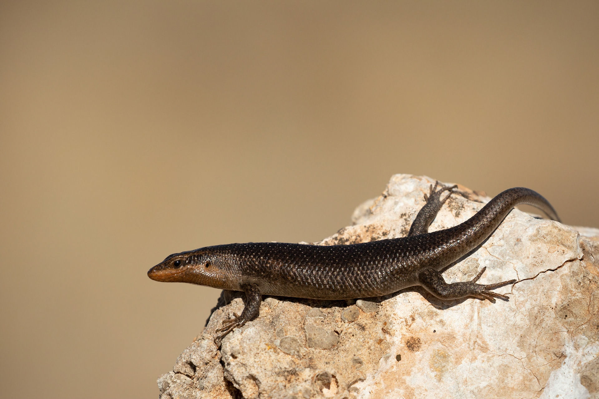 A Karasburg Tree Skink sunning itself on a rock at the Auchterlonie Museum picnic spot, Kgalagadi Transfrontier Park.