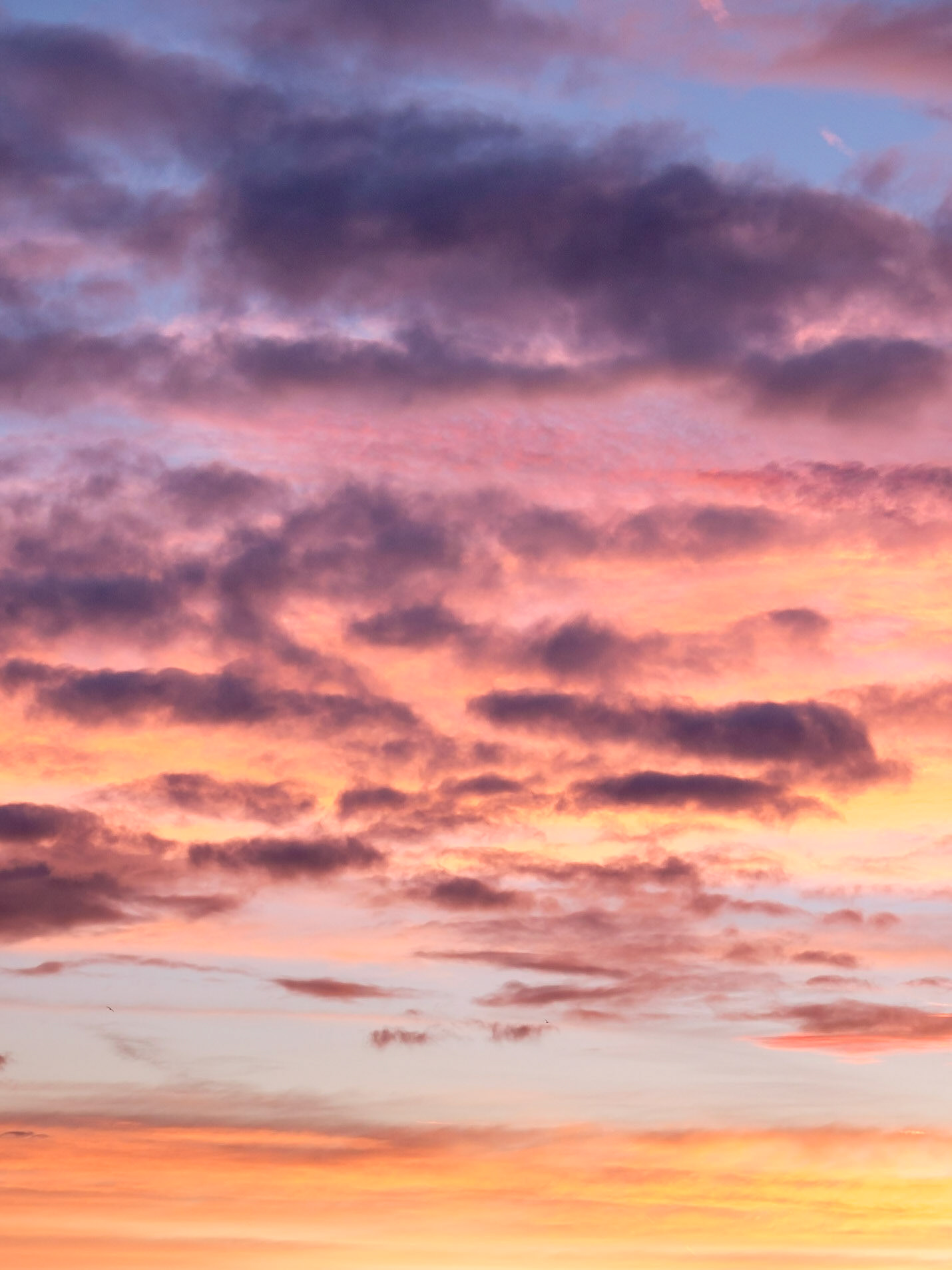 Pastel colours cover the sky during a peaceful sunrise in Richmond Park.