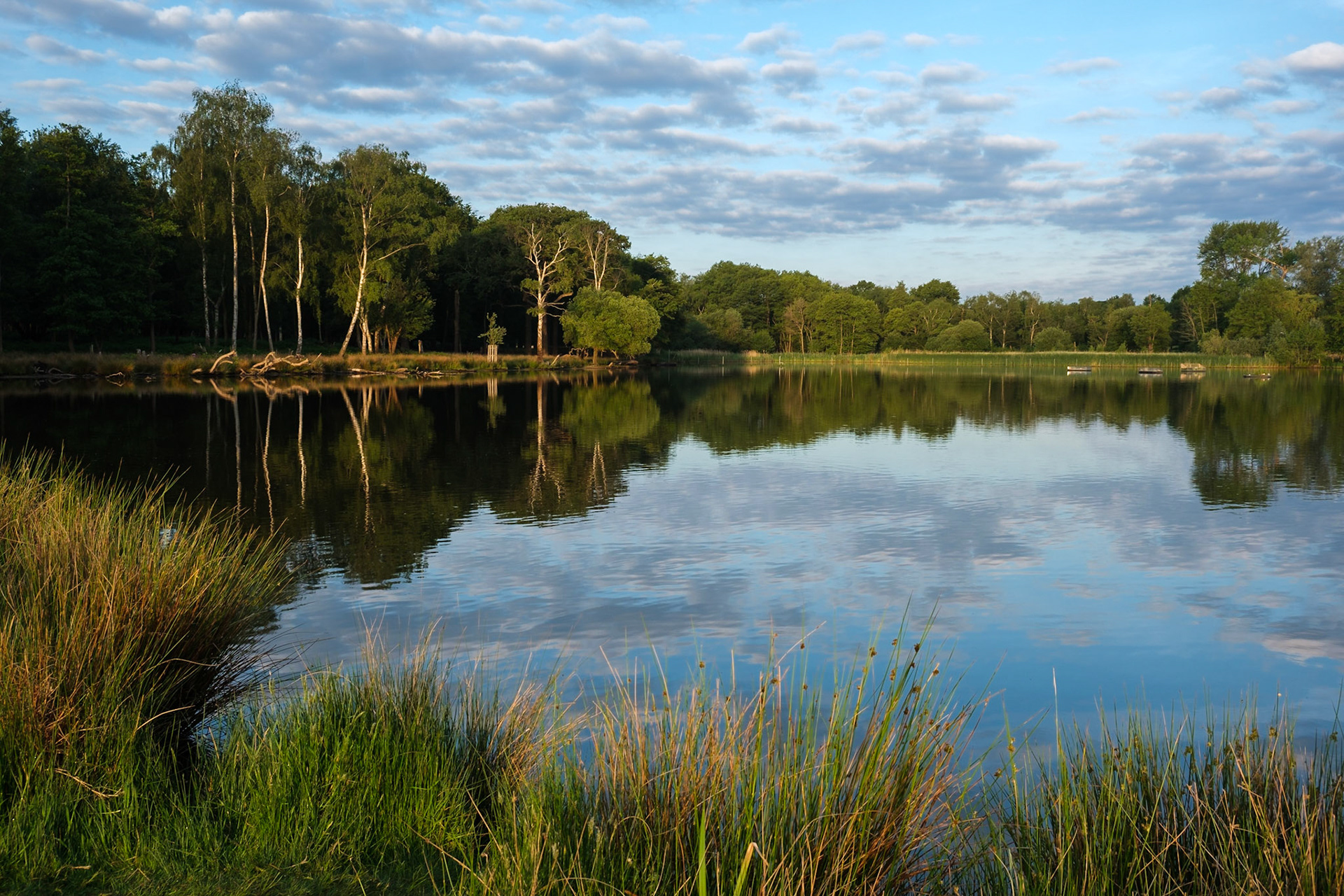 Early morning at Pen  Ponds, Richmond Park.