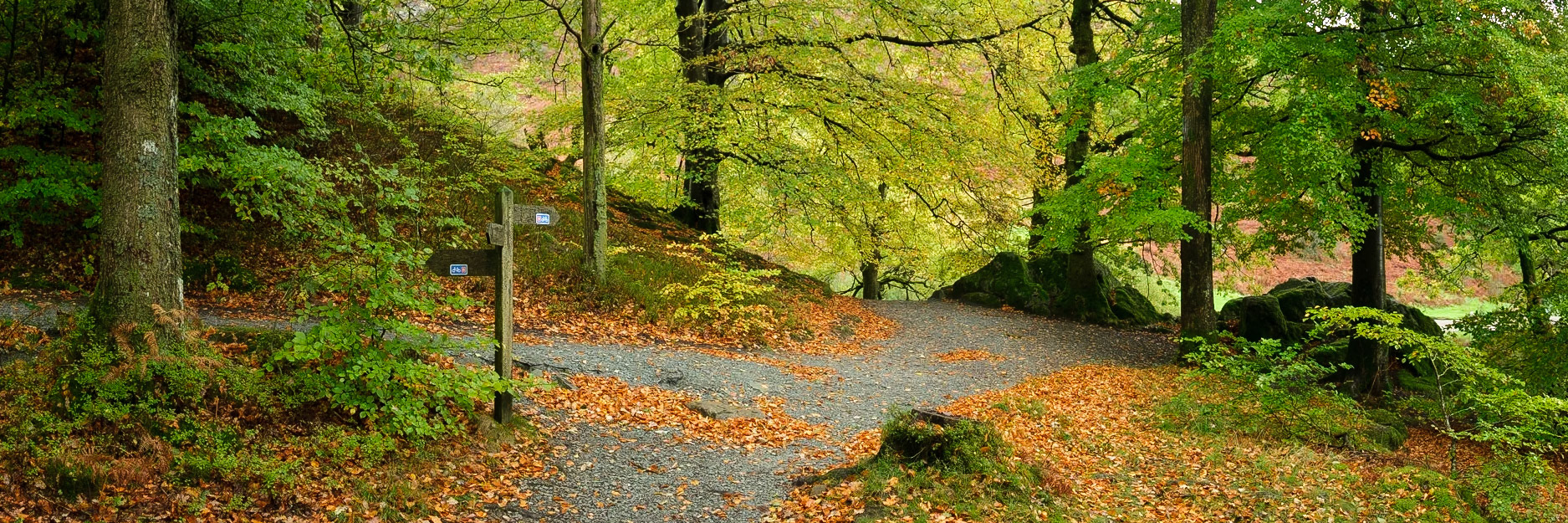 Autumn in Penny Rock Woods.