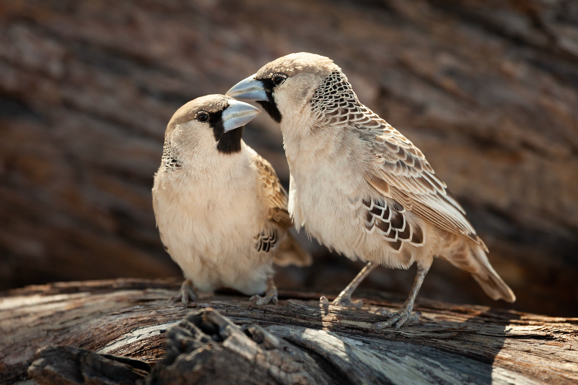Two Sociable Weavers grooming, Kgalagadi Transfrontier Park, South Africa.