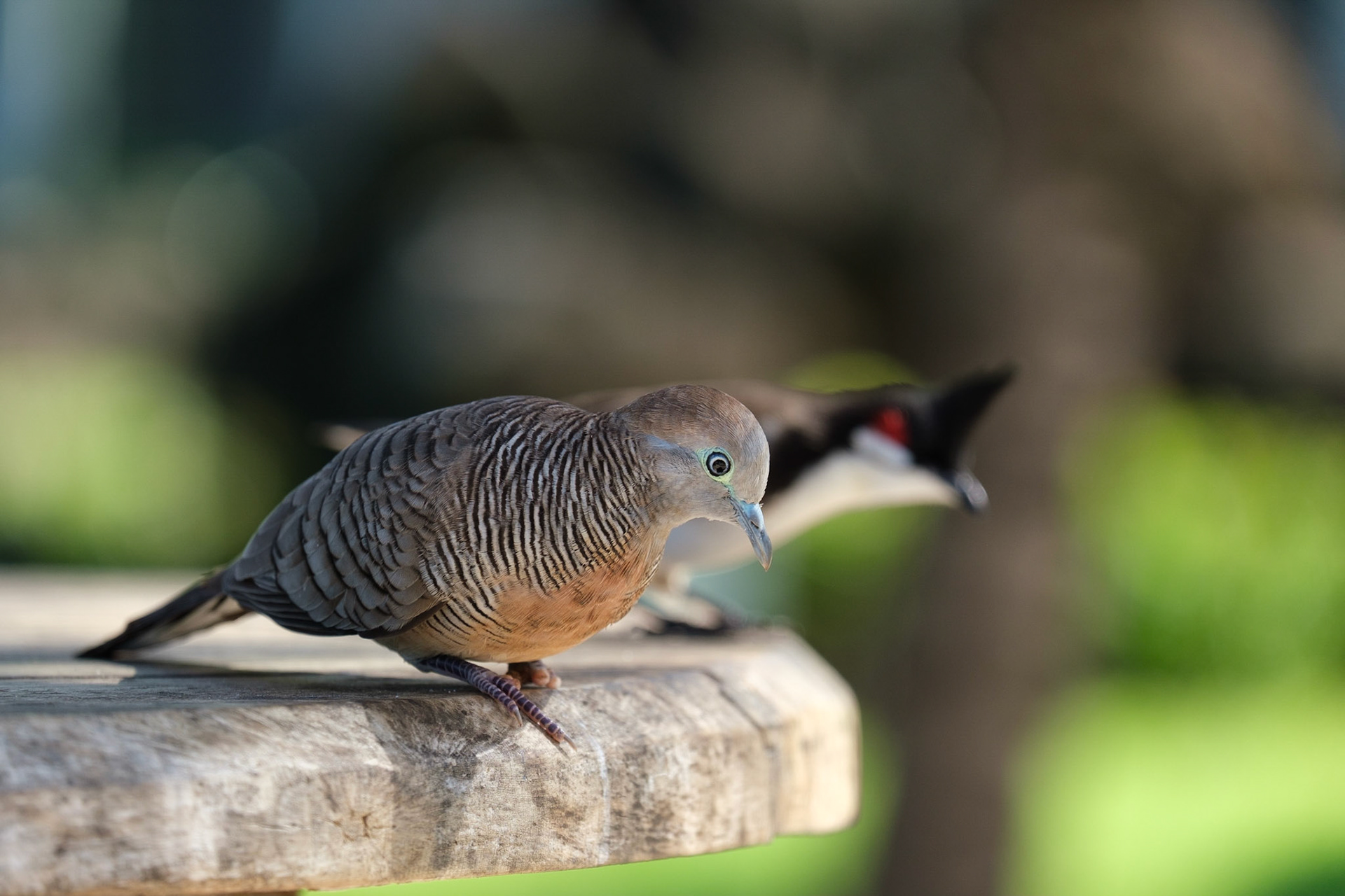 Mauritian Zebra Dove and Red-whiskered Bulbul.