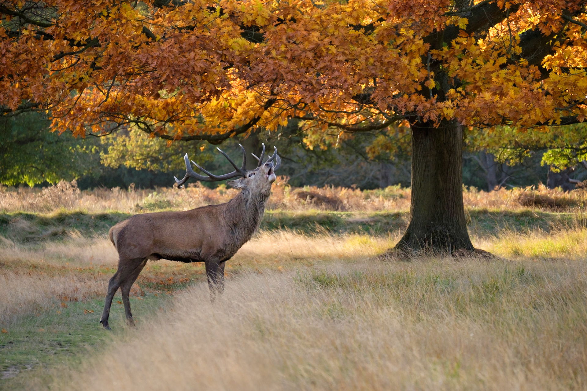 A Red Deer stag calls beneath an Oak tree in autumn colour.
