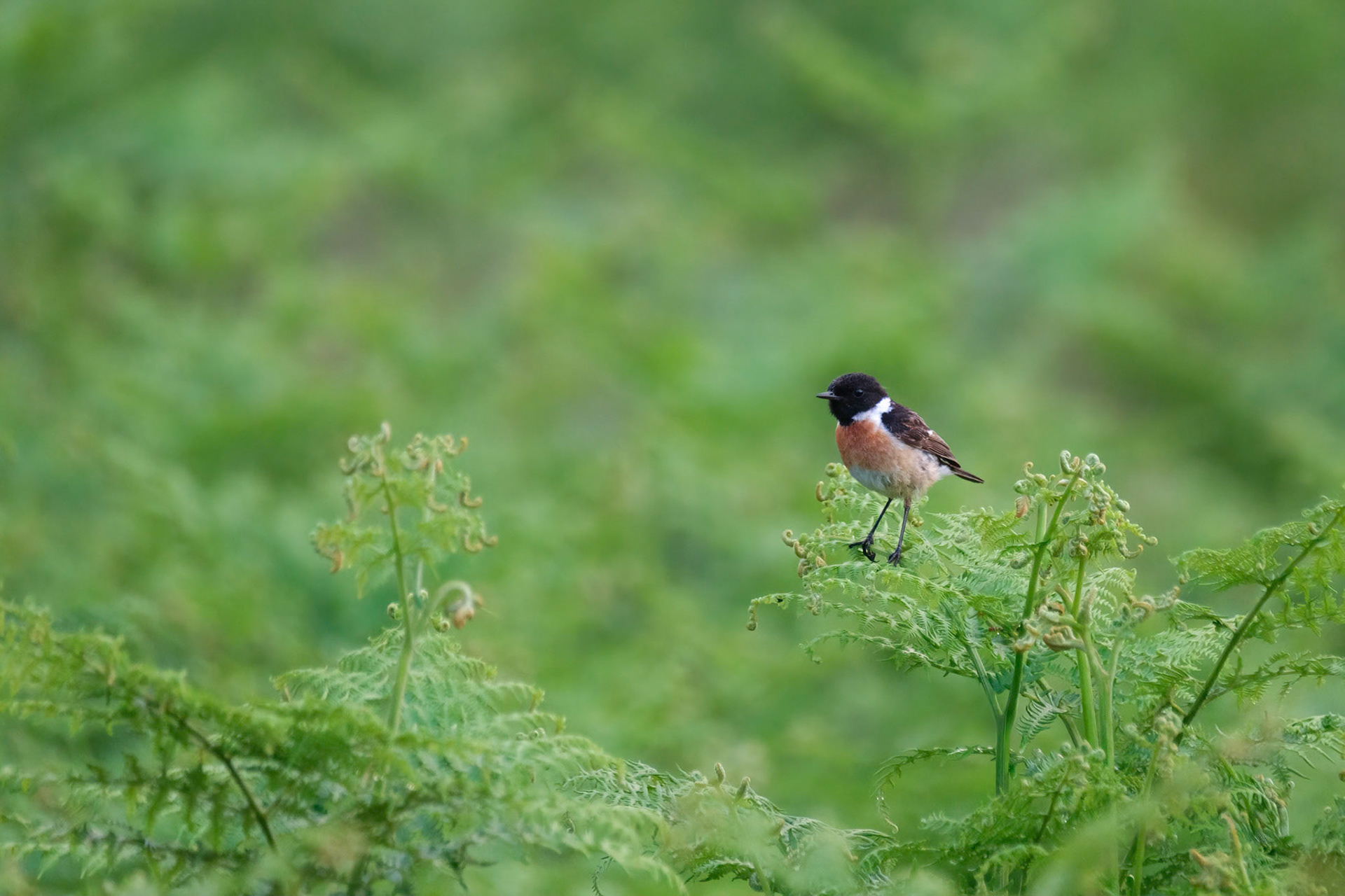 A Stonechat, Richmond Park.
