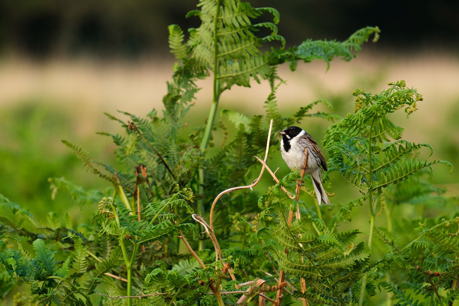A male Reed Bunting, Richmond Park.