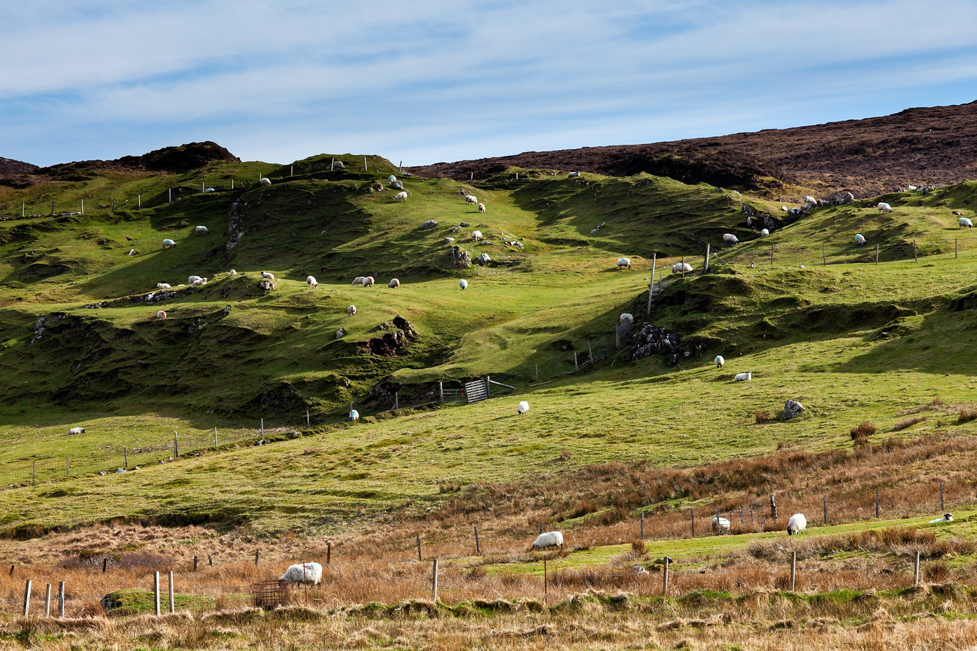 Sheep grazing on the hills, Isle of Harris