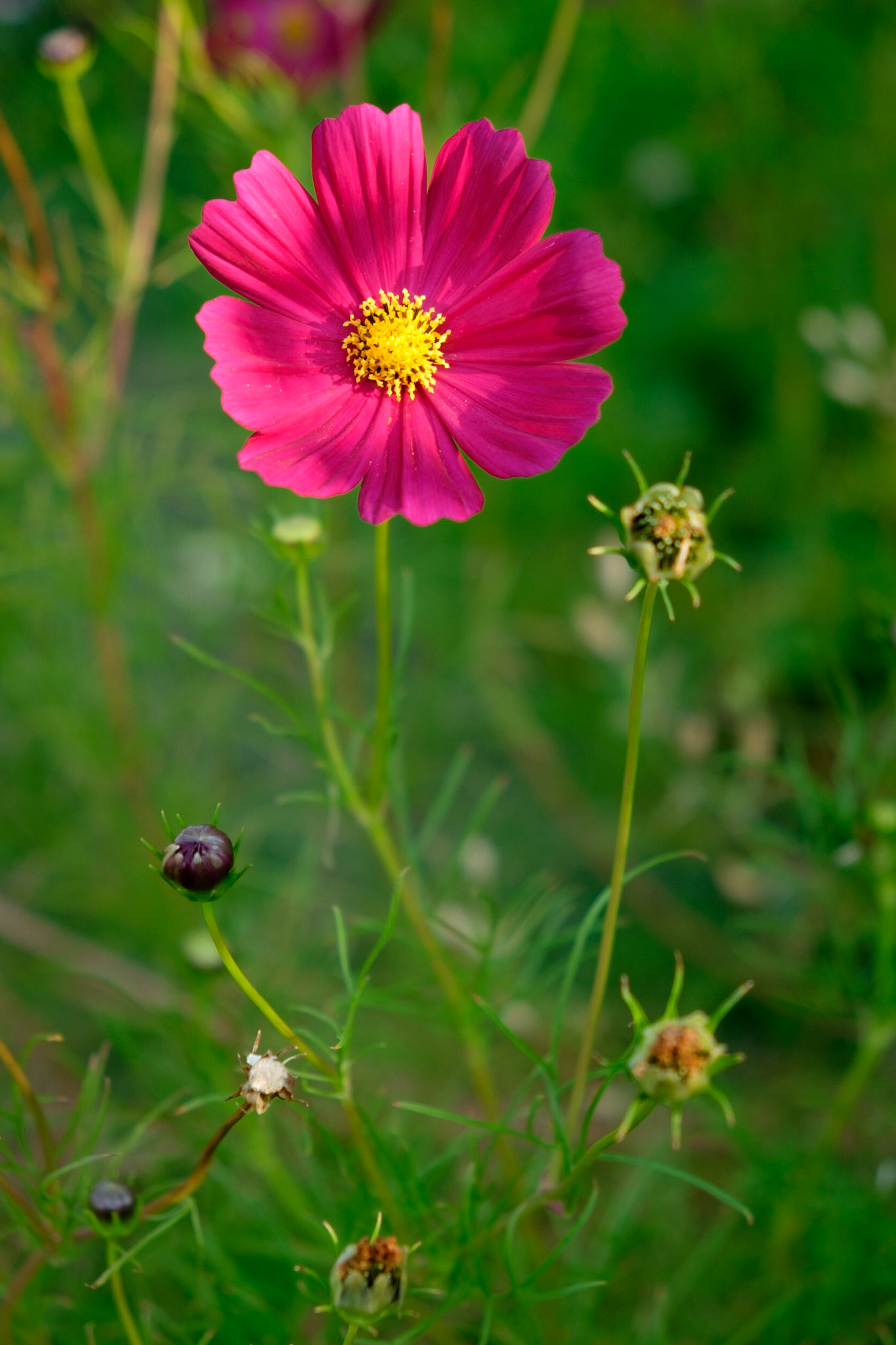 Cosmos in the garden of our B&amp;B in San Lazarro on the Amalfi Coast.
