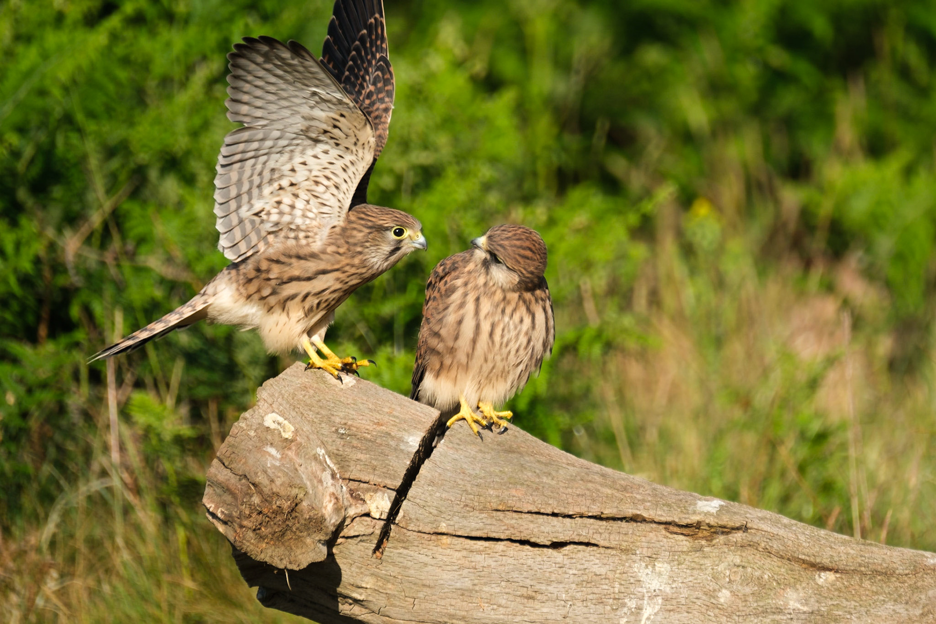 Juvenile Kestrels, Richmond Park.