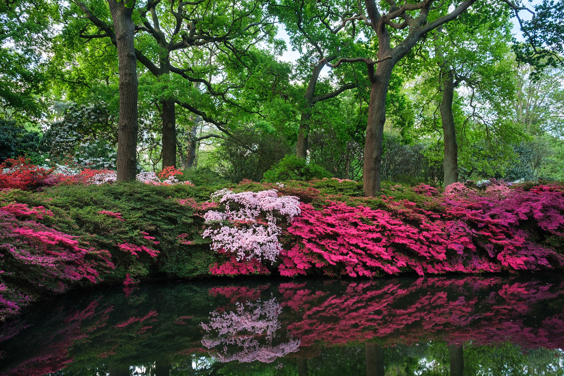 Azaleas surrounding Still Pond, Isabella Plantation, Richmond Park.