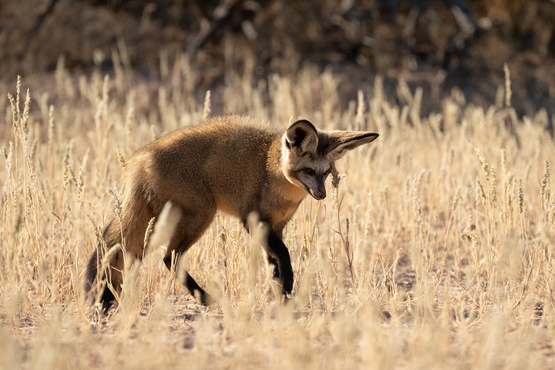 A Bat-eared Fox listening for insects below the ground, Kgalagadi Transfrontier Park.