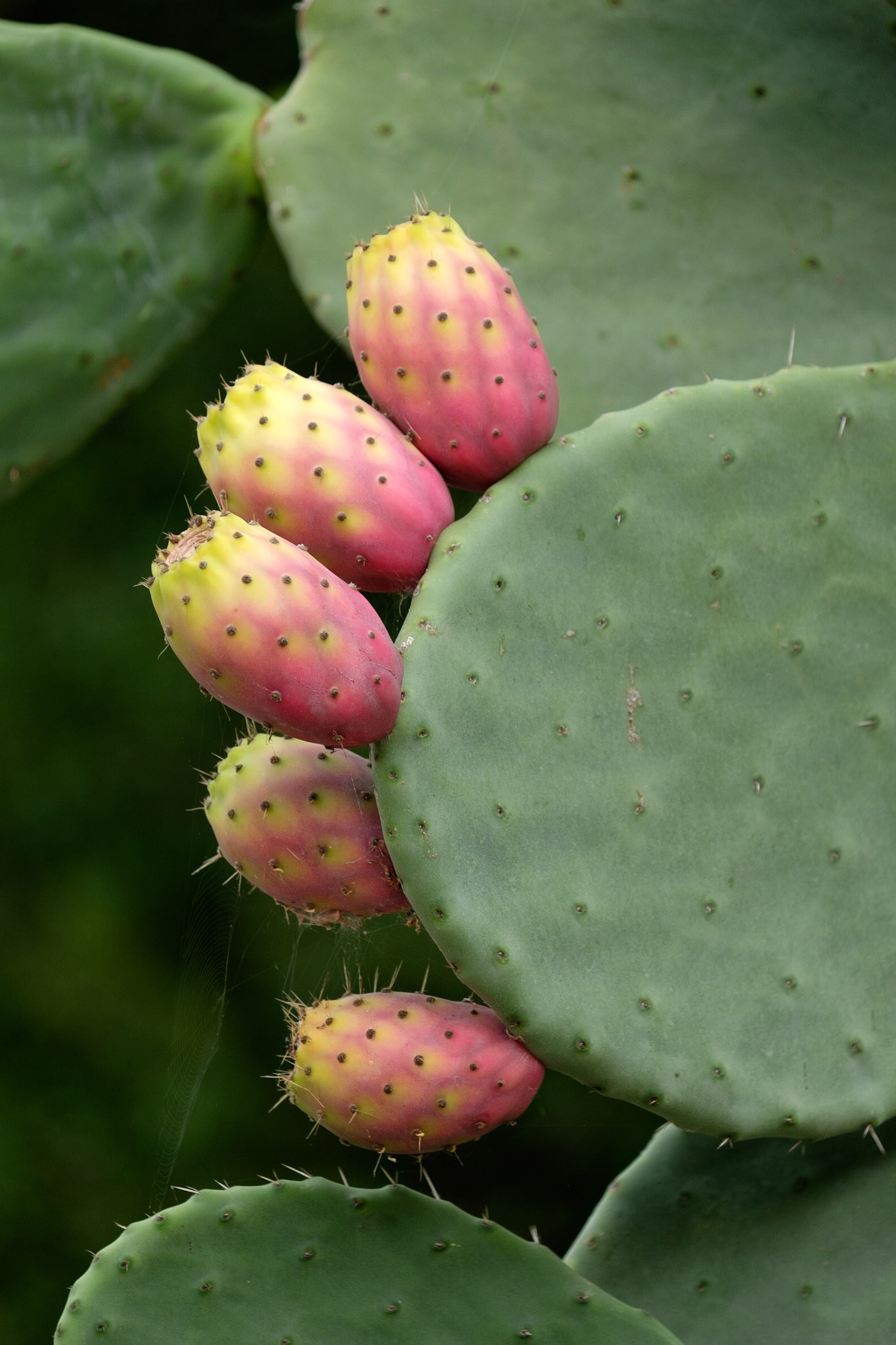 Prickly pears were plentyful in the rural areas of Campania.