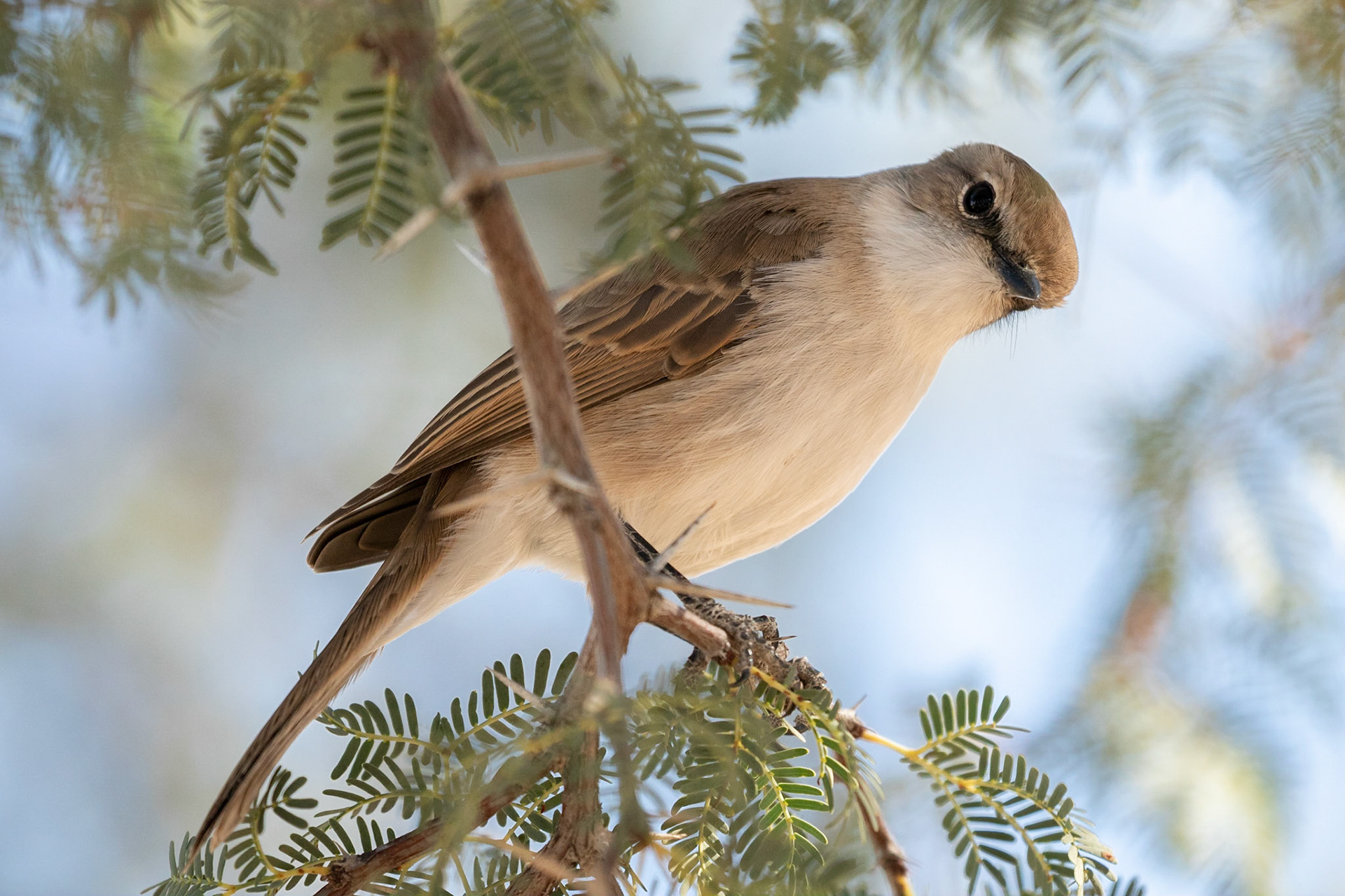 A Marico Flycatcher inspecting our coffee making skills at Dikbaardskolk picnic spot, Kgalagadi Transfrontier Park.