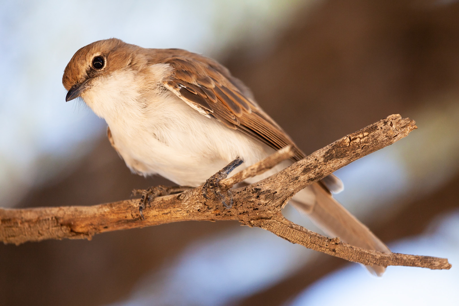 Marico Flycatcher, Kgalagadi Transfrontier Park, South Africa.