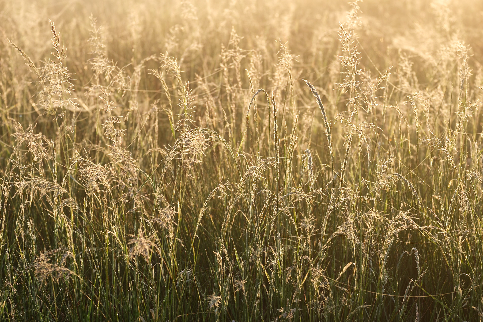 Backlit grasses, Richmond Park.