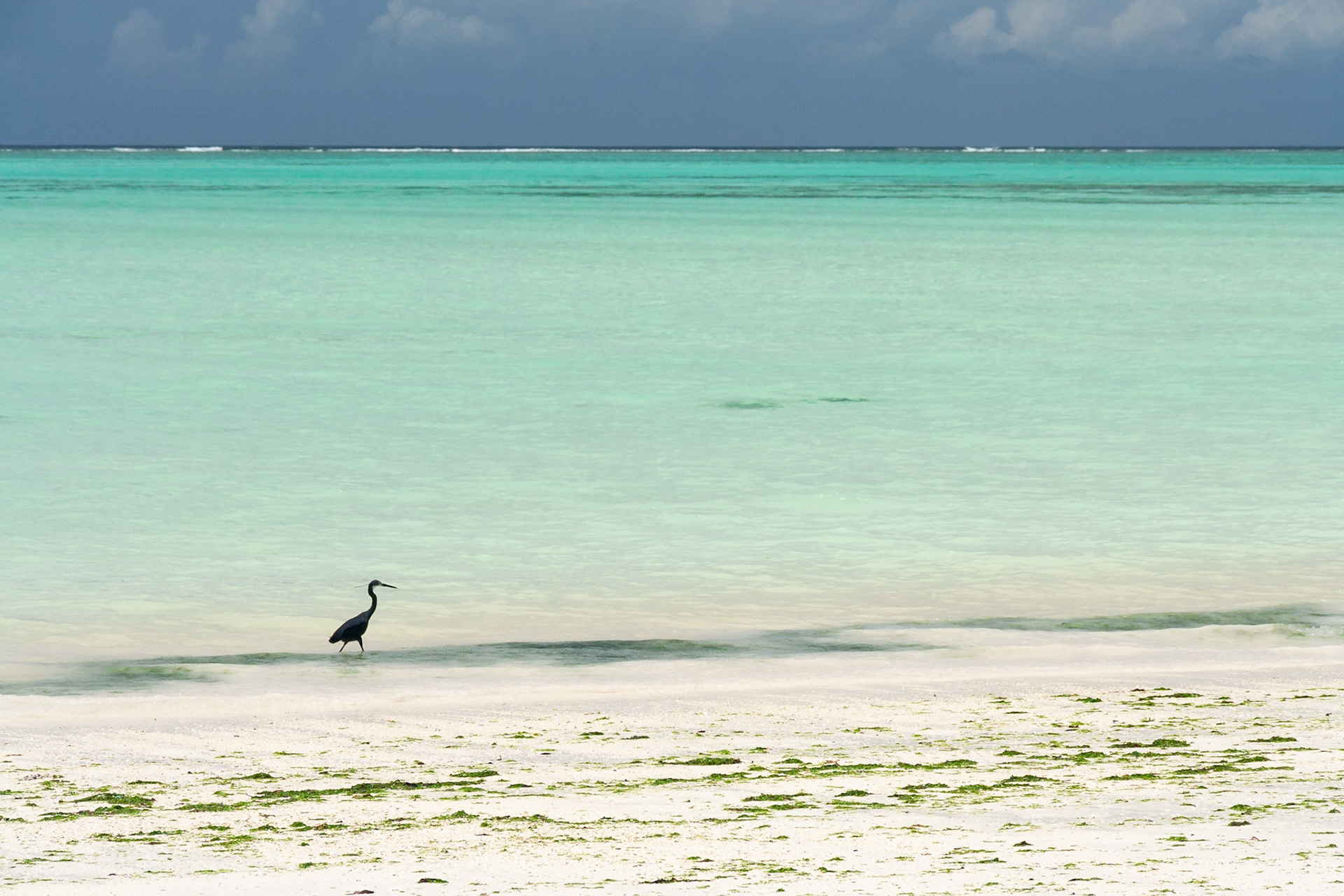 Western Reef Heron, Zanzibar.