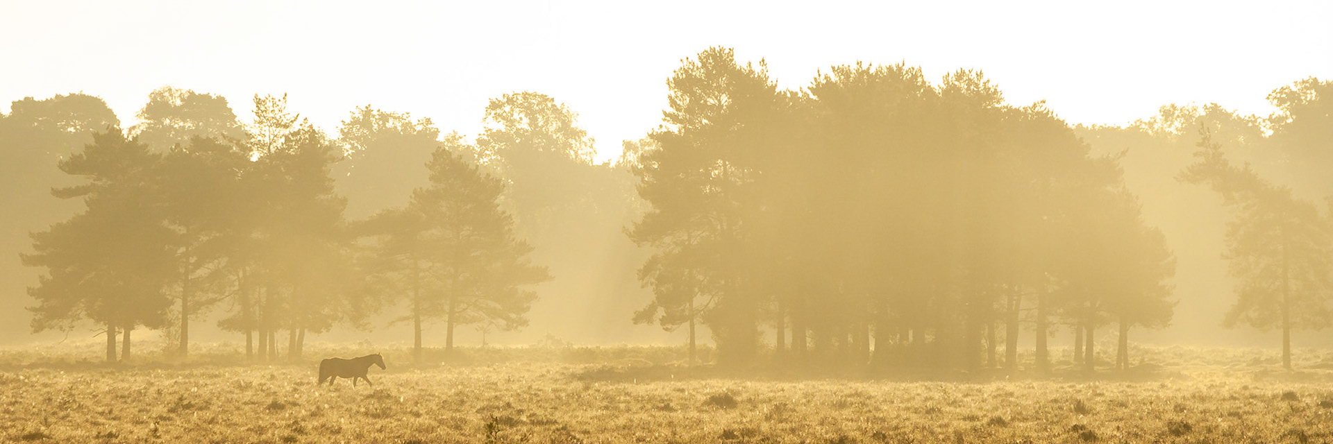 The ponies leave the shelter of the forest in the early morning and make their way onto the plains to graze, The New Forest, England.