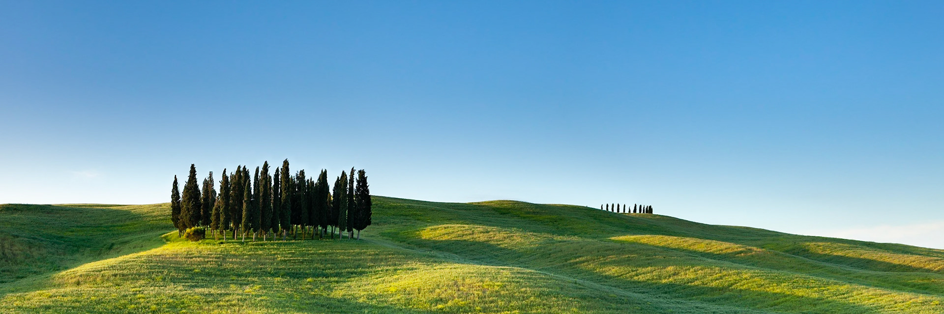 The infamous stand of cypress trees outside San Quirico d' Orcia, Val d'Orcia, Tuscany, Italy.