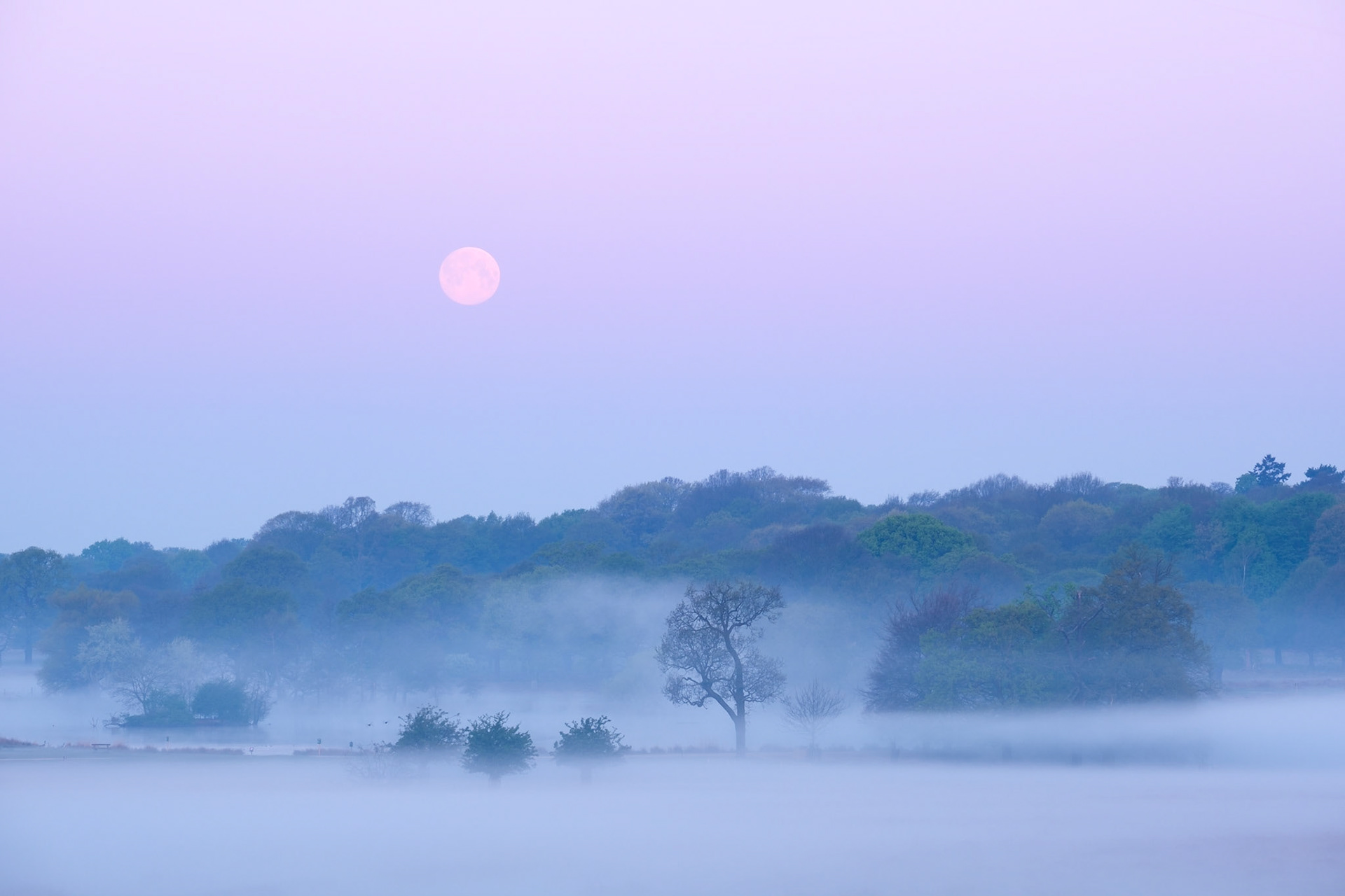 The full moon sets at sunrise on a misty morning at Richmond Park.