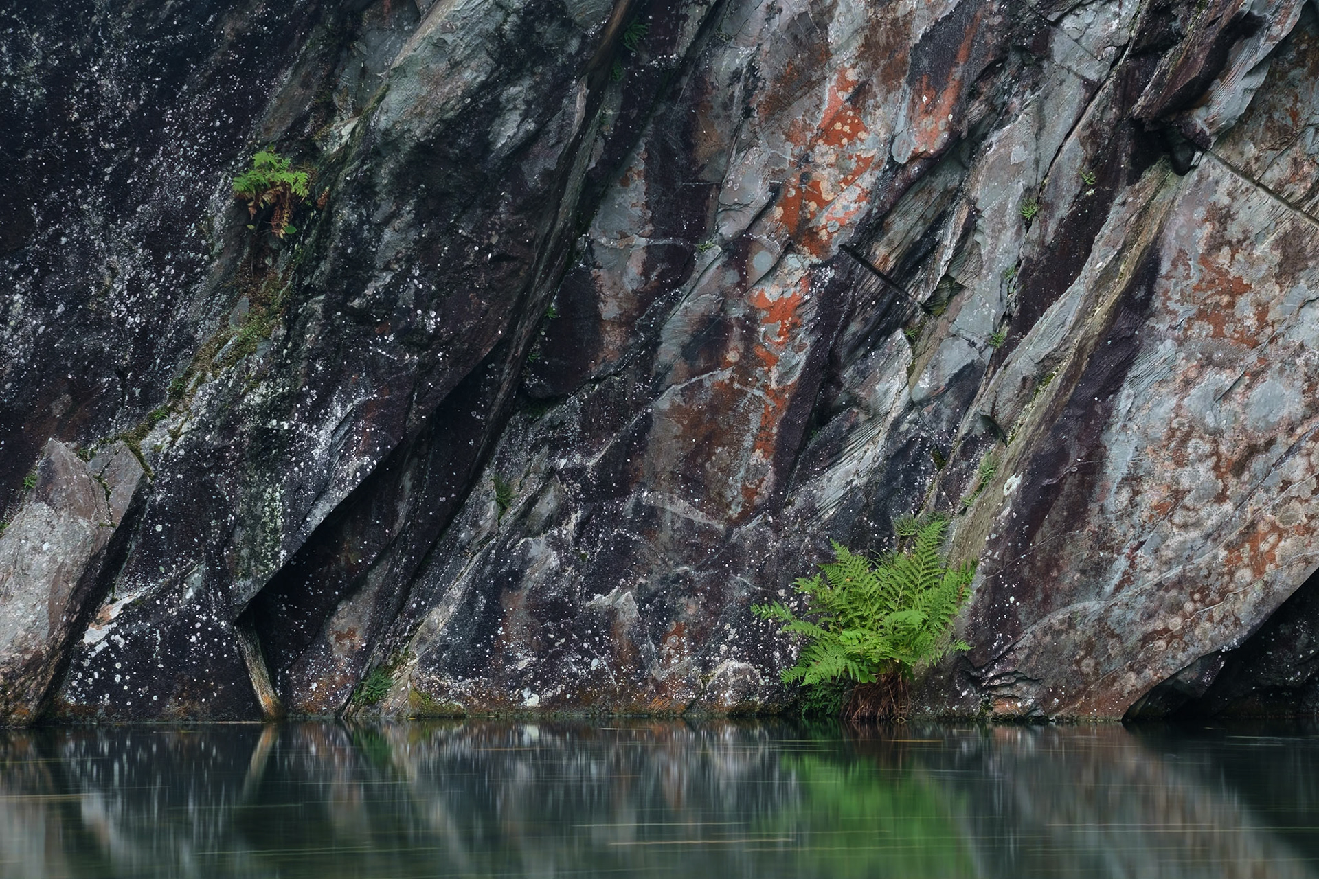 A fern in Rydal cave with Autumn leaves floating by,