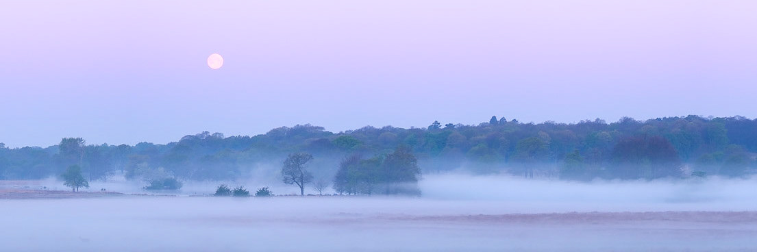 The full moon sets at sunrise on a misty morning at Richmond Park.