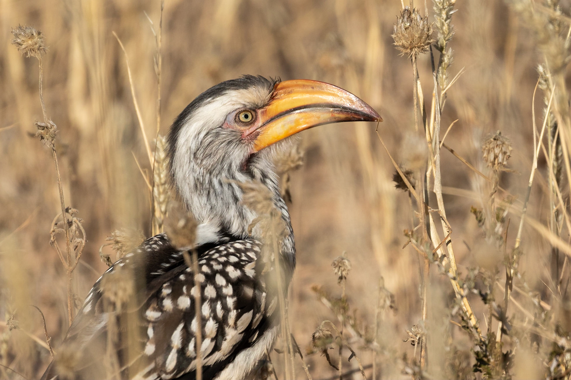 Yellow-billed Hornbill looking for lunch in the grass beside the road, Kgalagadi Transfrontier Park.