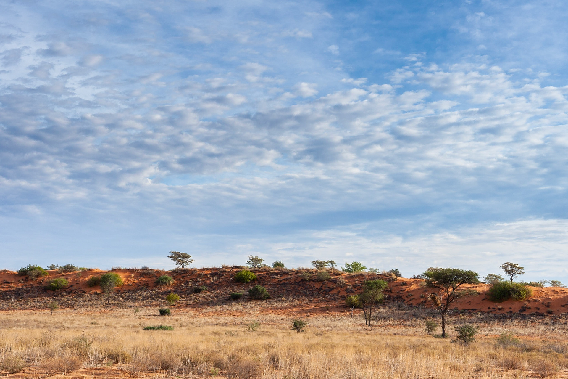 Red dunes of the Gharagab Wilderness area, Kgalagadi Transfrontier Park, South Africa.