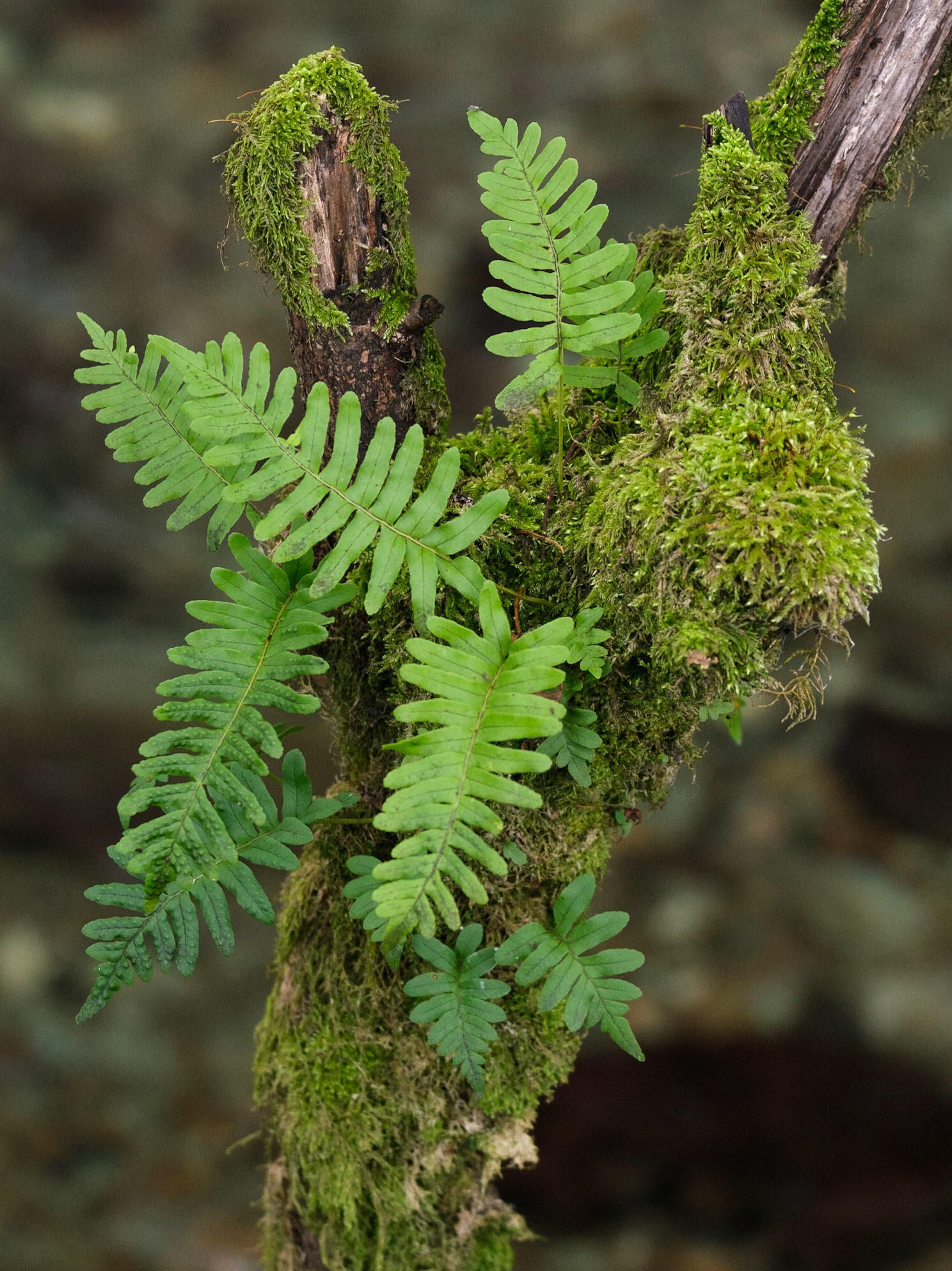 Ferns and moss, Lake District National Park, England.