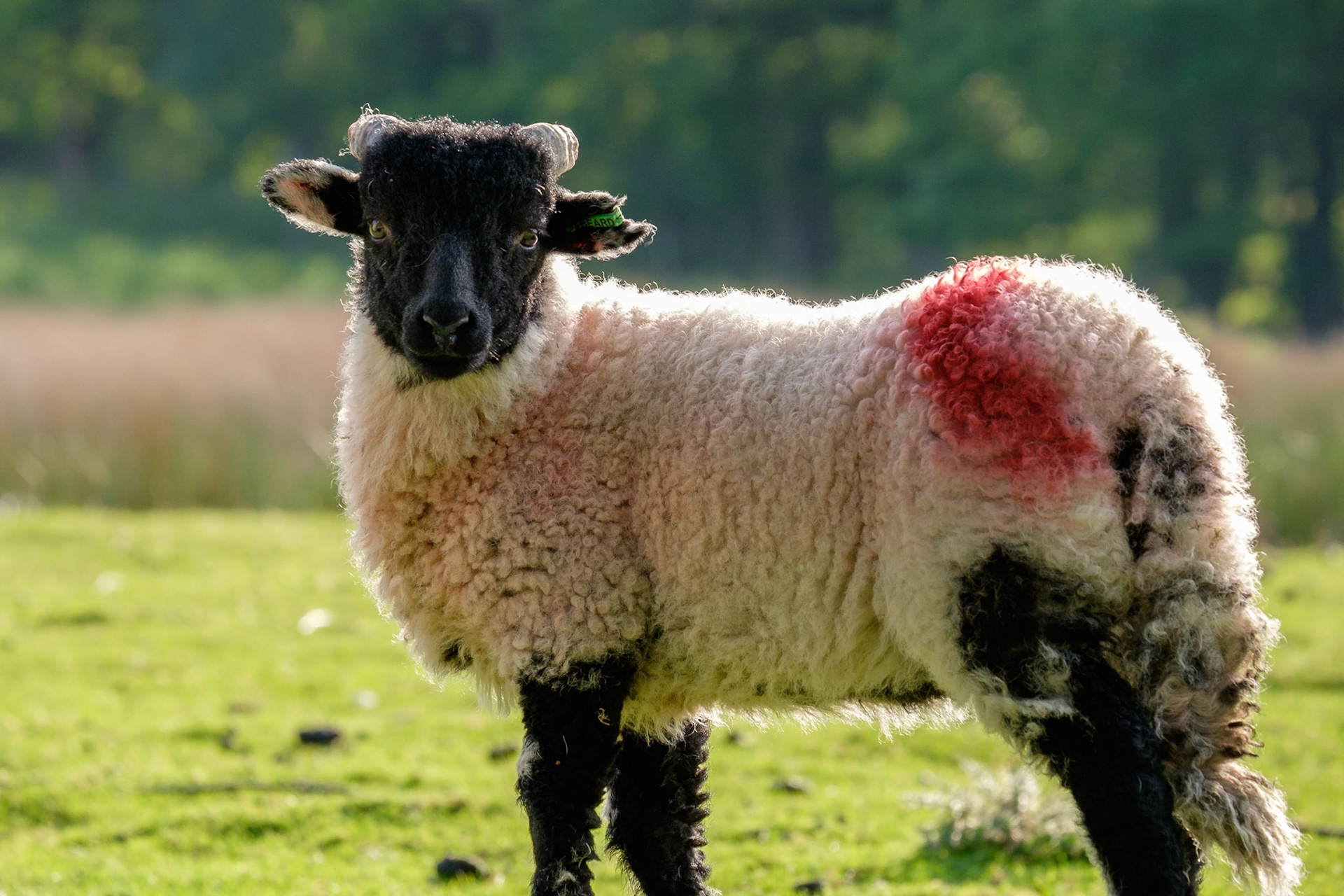 A Swaledale lamb in a field outside Buttermere, Lake District National Park, England.