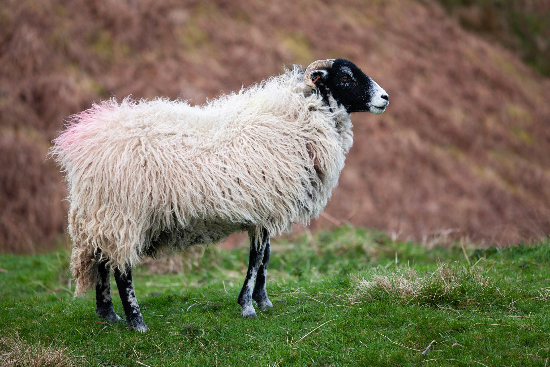 A Swaledale sheep, The Lake District, England.