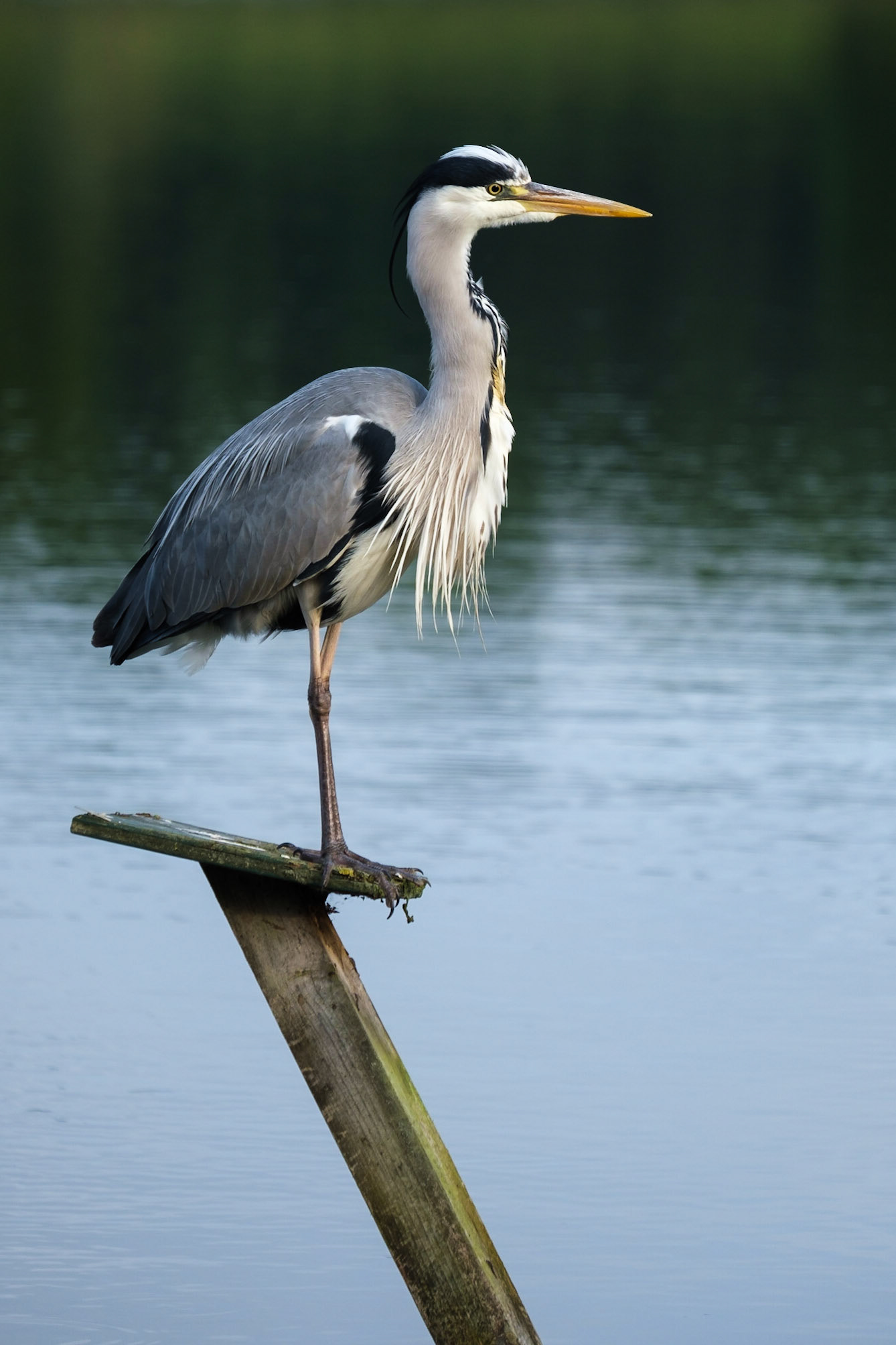 Young Heron struggling to fish from a high perch, Richmond Park.