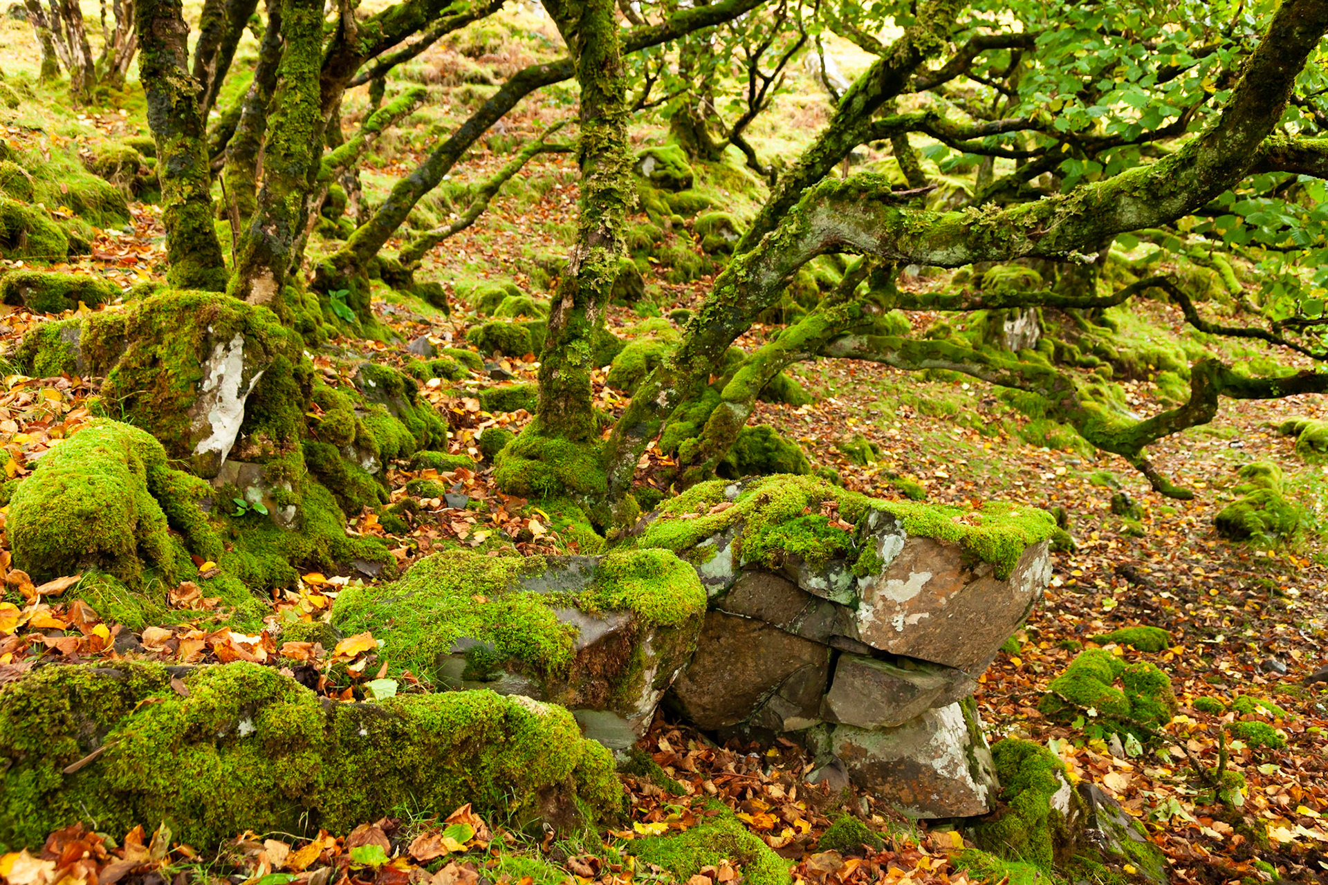 Moss covered trees in the Fairy Glen, Isle of Skye, Scotland.