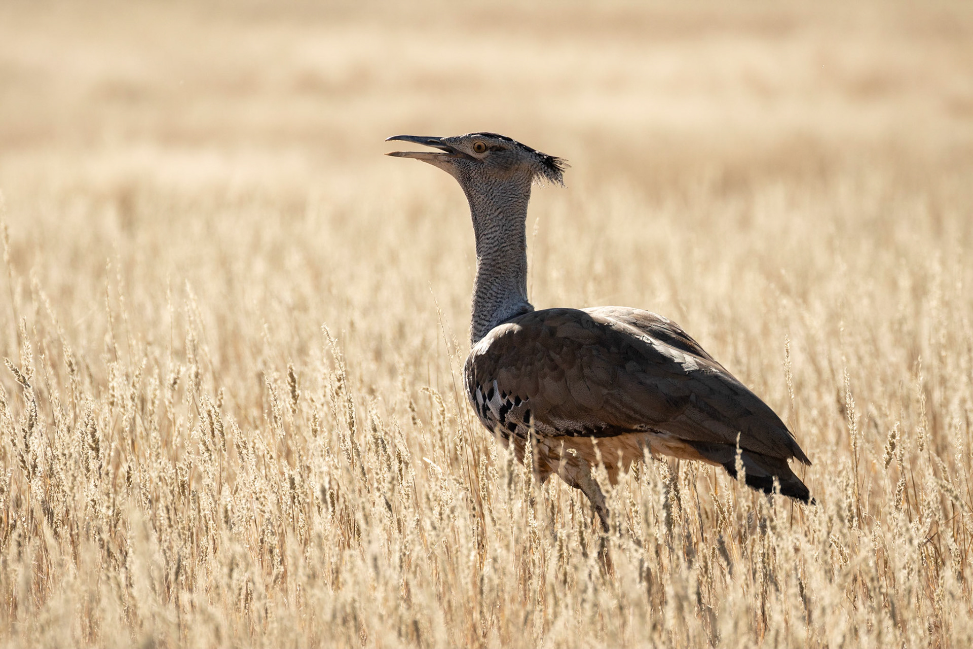 Trying to be artistic with a backlit Kori Bustard just south of Kamqua picnic spot, Kgalagadi Transfrontier Park.